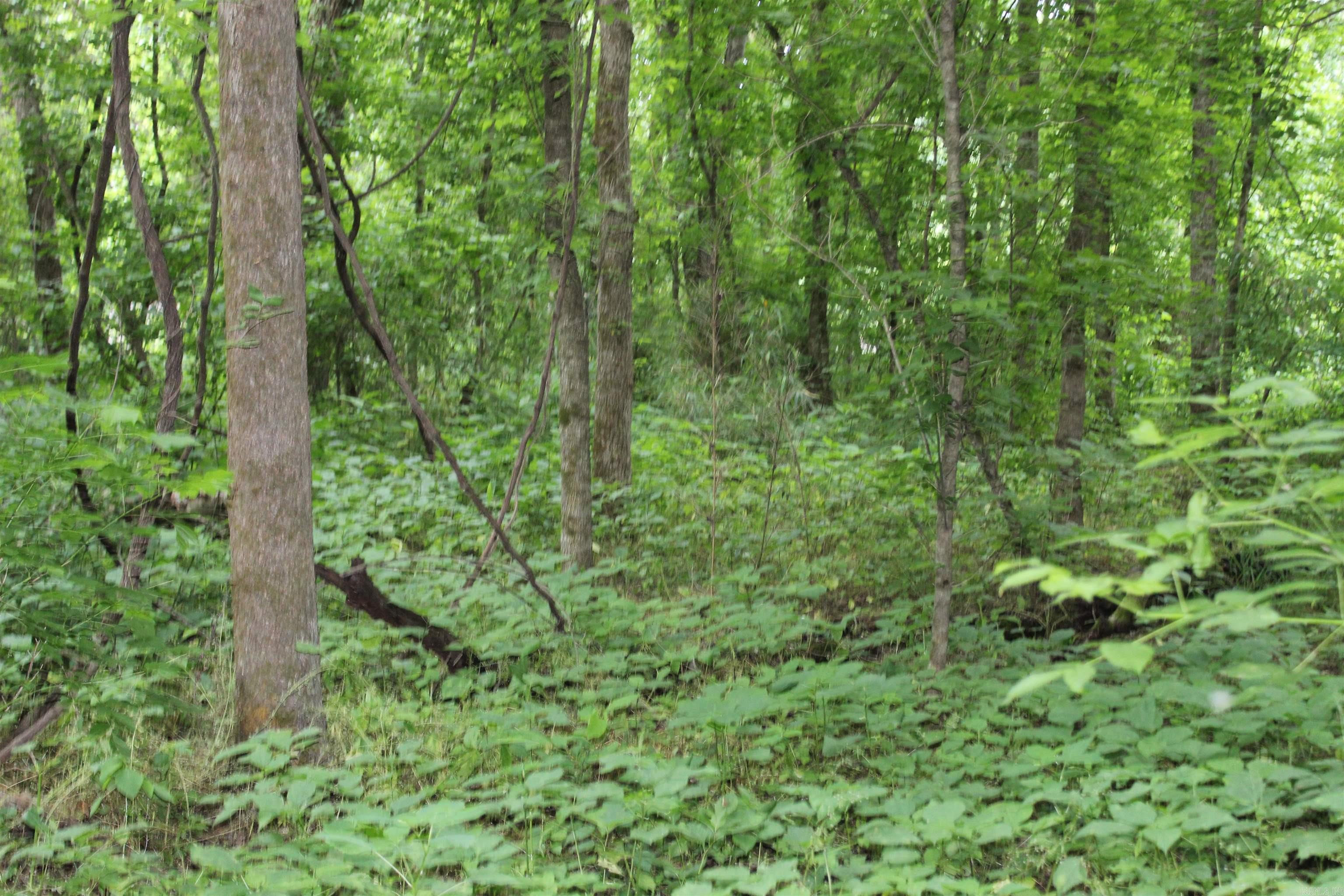 00 Cr 157 River Ridge Estates Property Photo 19