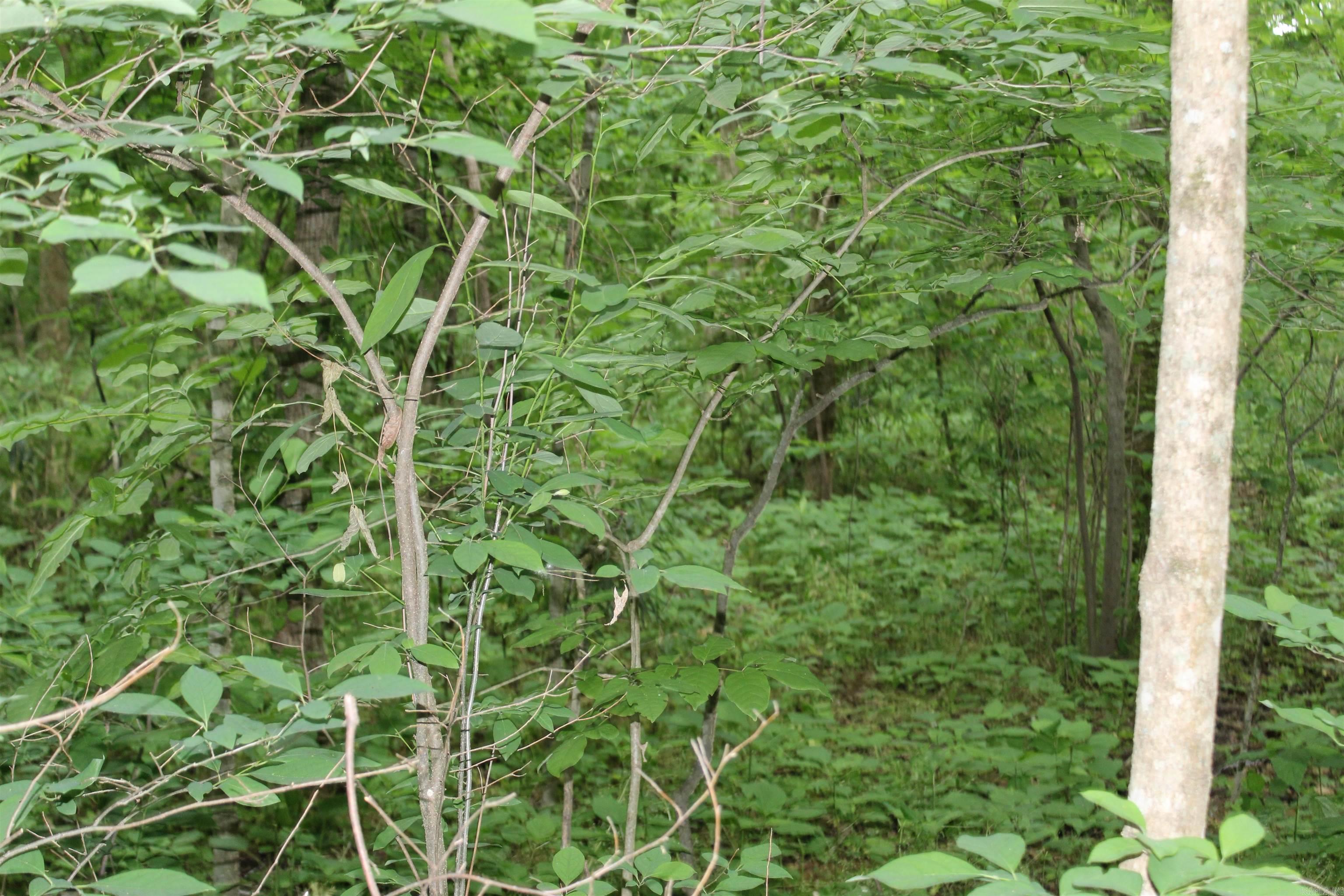 00 Cr 157 River Ridge Estates Property Photo 23