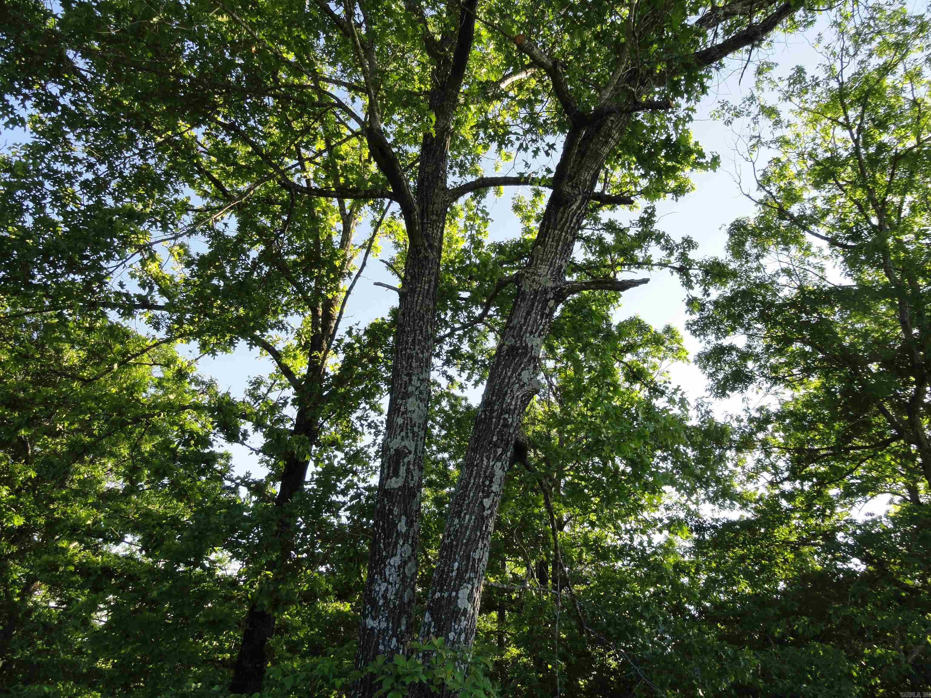 434 Fallen Tree Road Property Photo 31