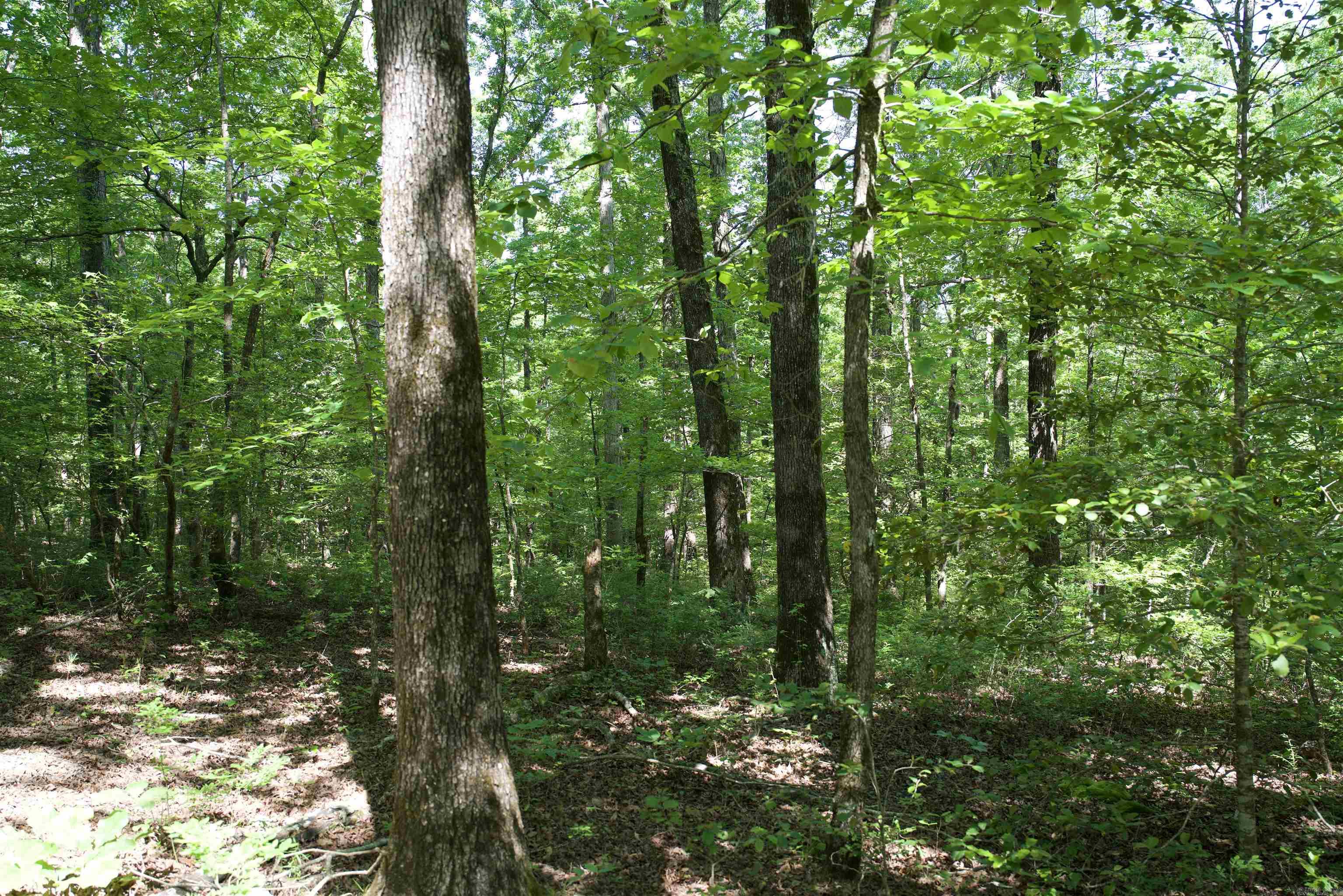 000 Obar Lane Property Photo 8
