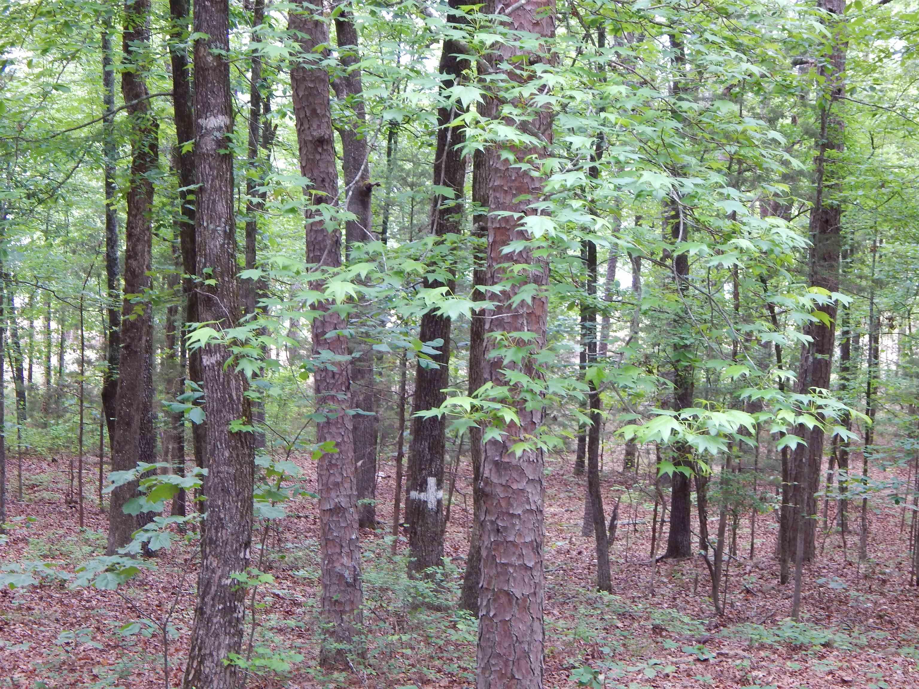 608 Hazel Property Photo 3