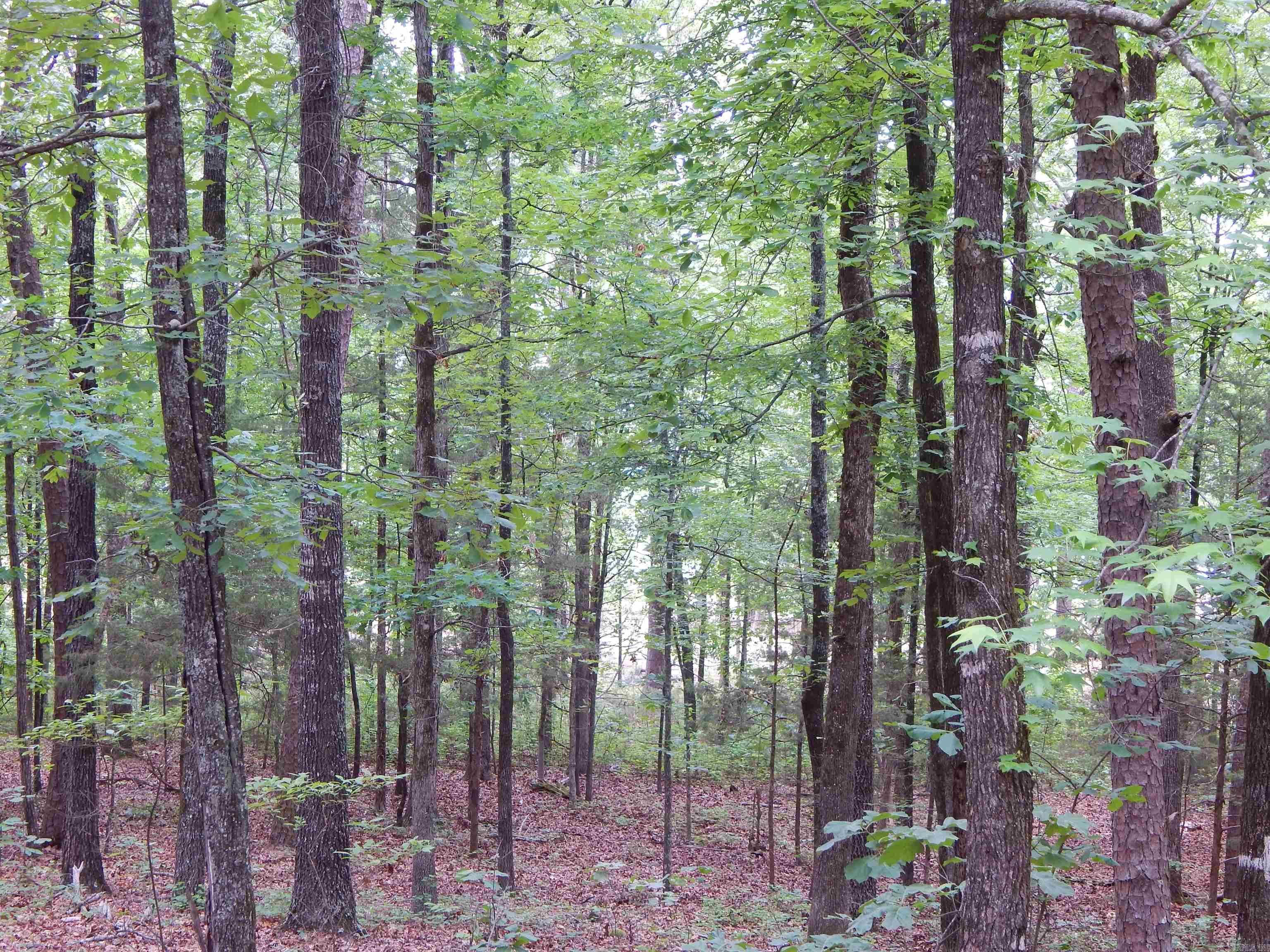 608 Hazel Property Photo 4