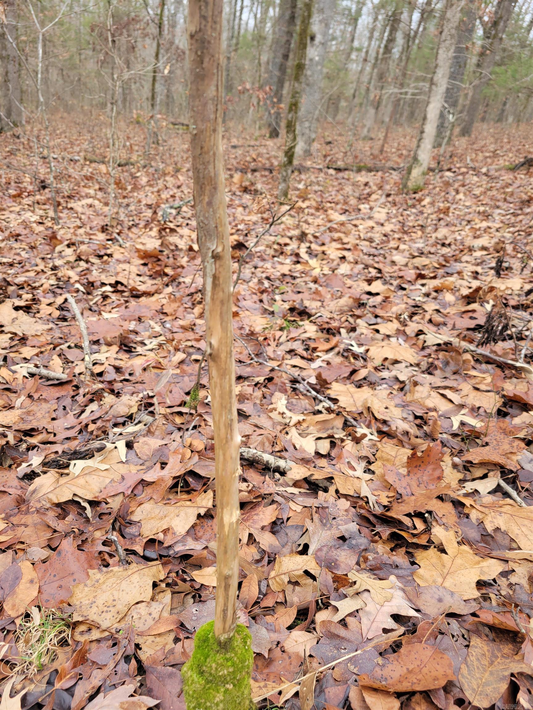 00 Mcnew Cemetery Road Property Photo 22