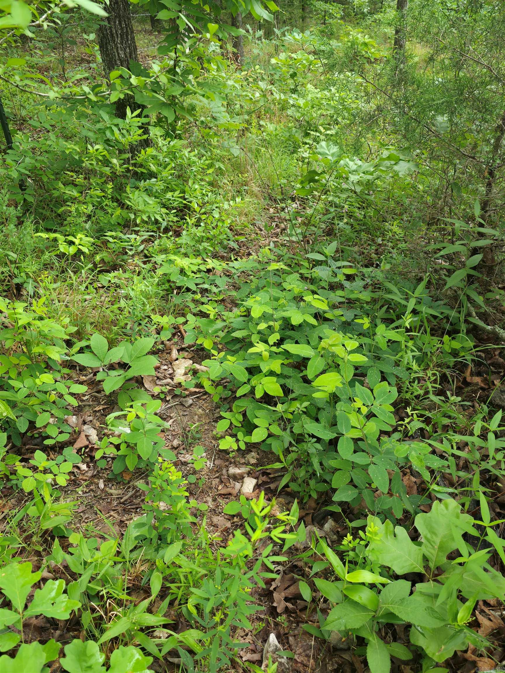 196 Lock 3 Road Property Photo 21