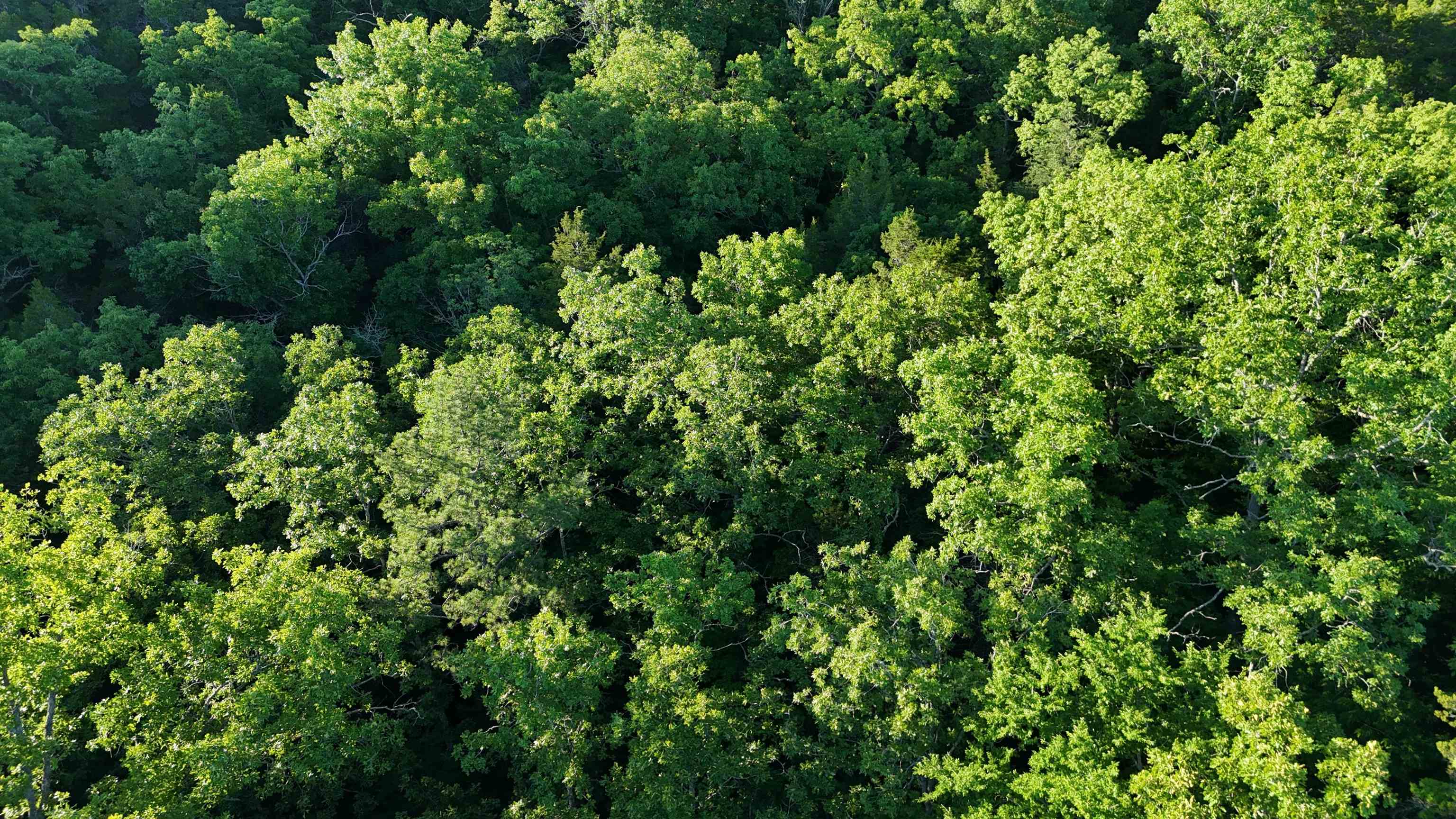 Lot 8 And 9 Ripplin Shoals Property Photo 11