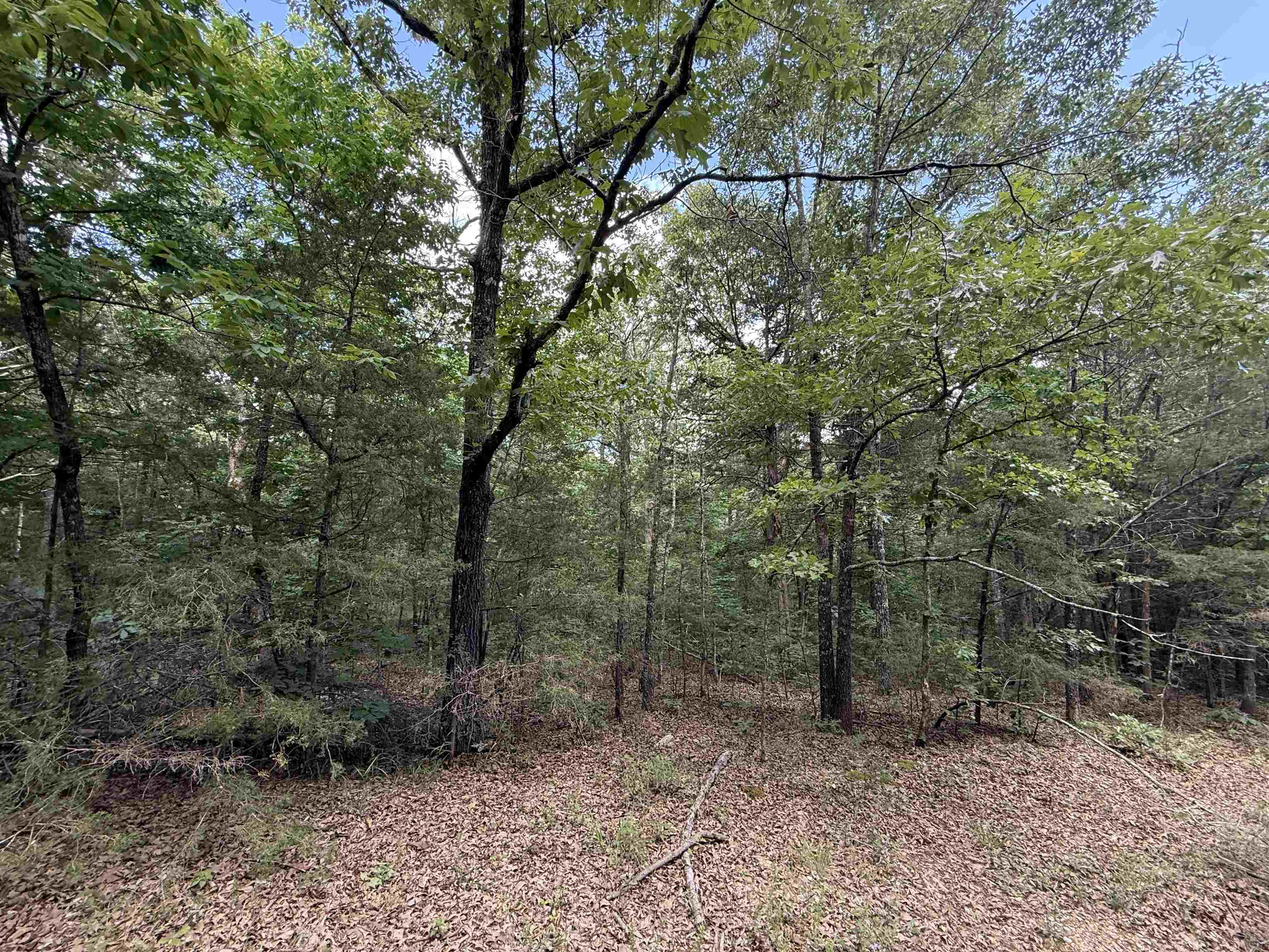 Tbd Bell Foley Road Property Photo 4