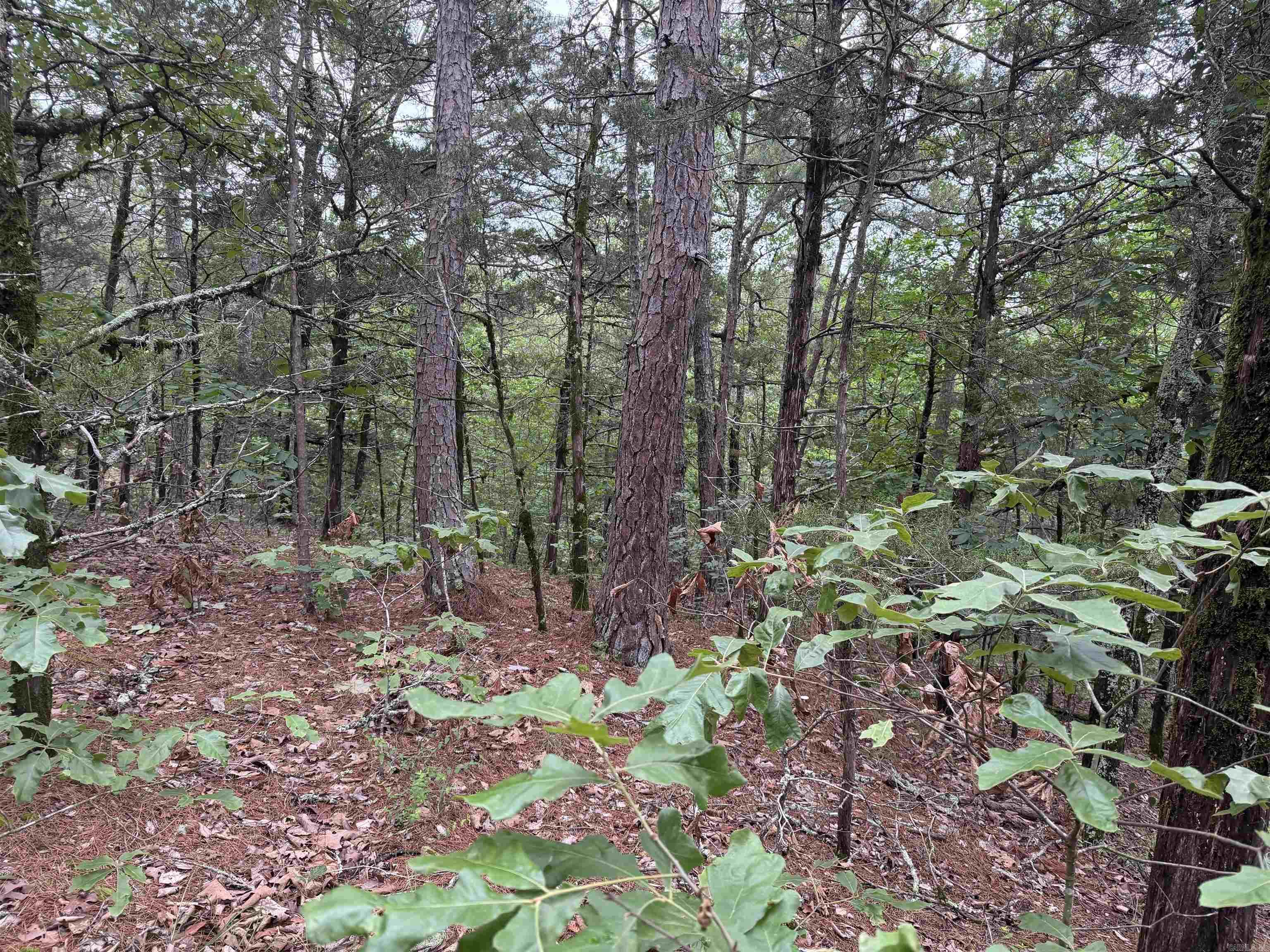 1031 Old Dolph Road Property Photo 3