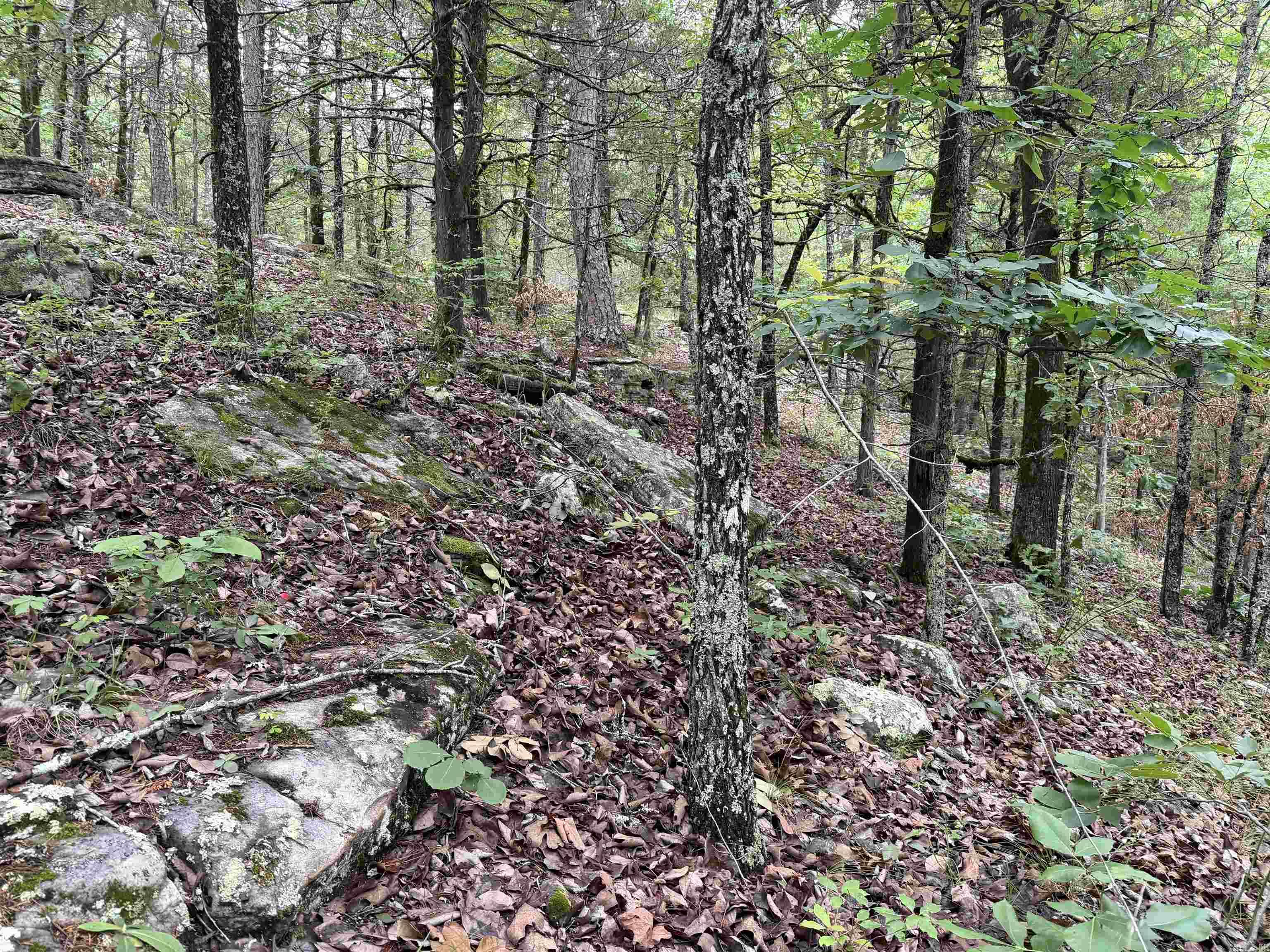 1031 Old Dolph Road Property Photo 5