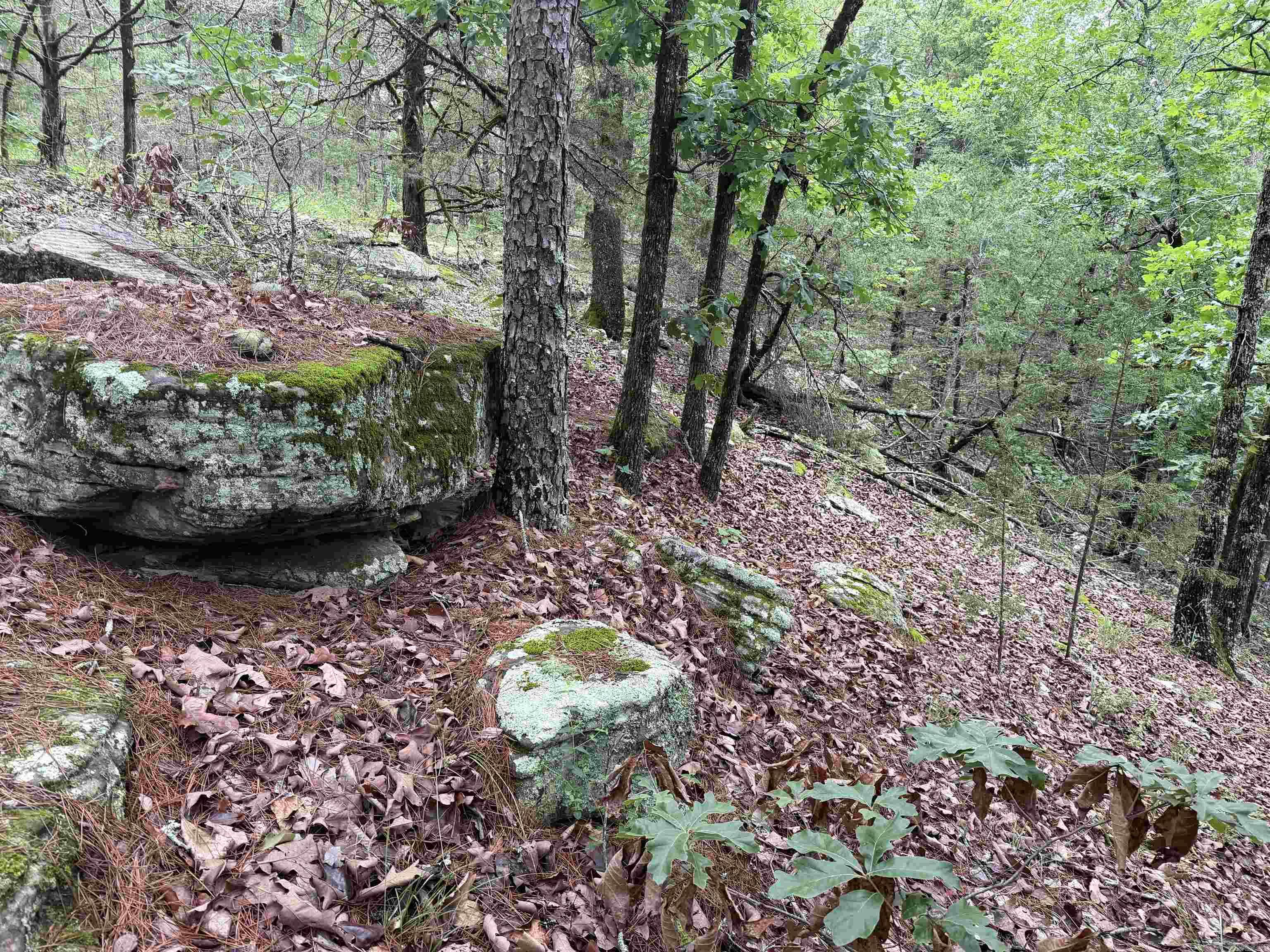 1031 Old Dolph Road Property Photo 6
