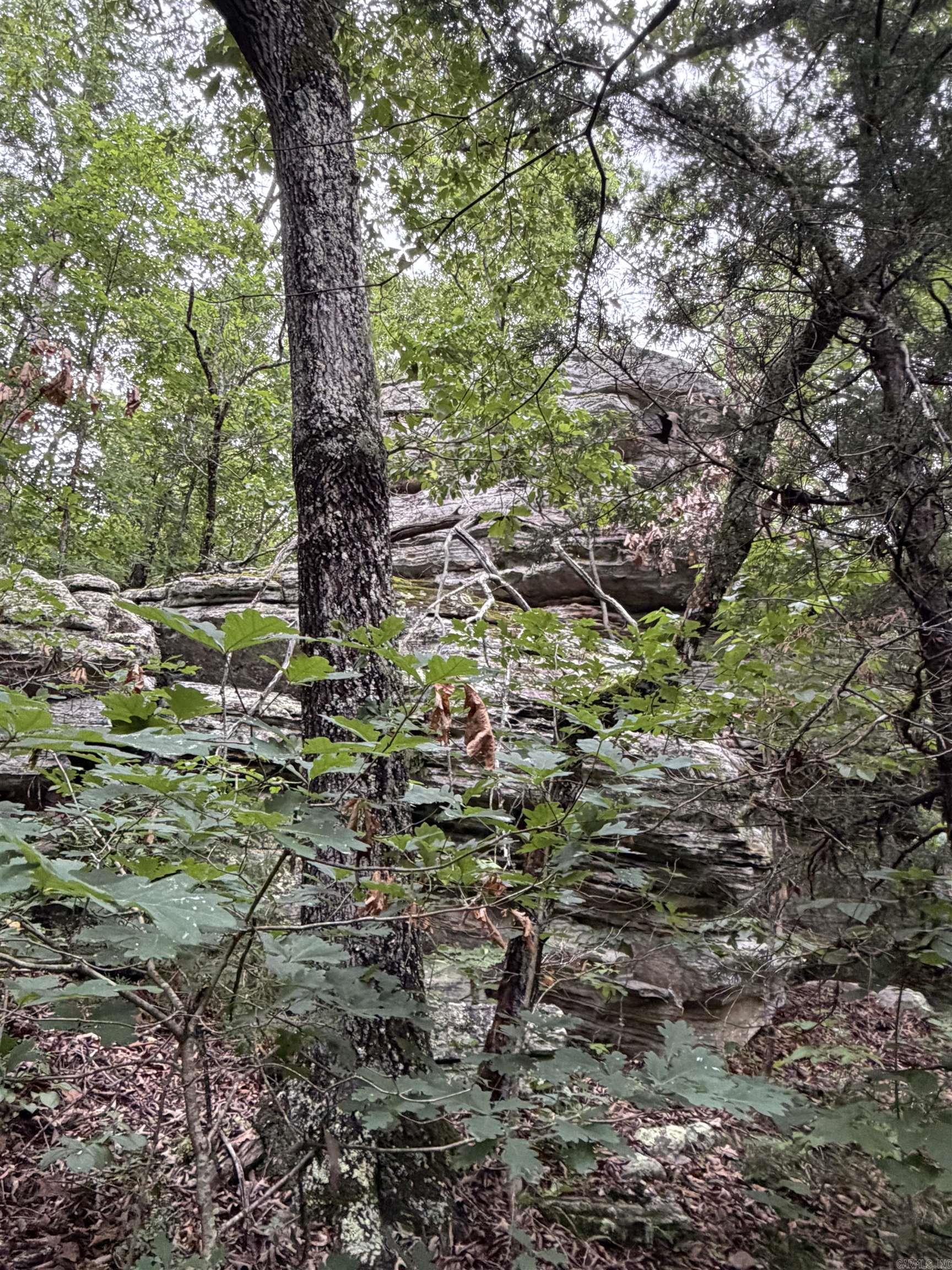 1031 Old Dolph Road Property Photo 10