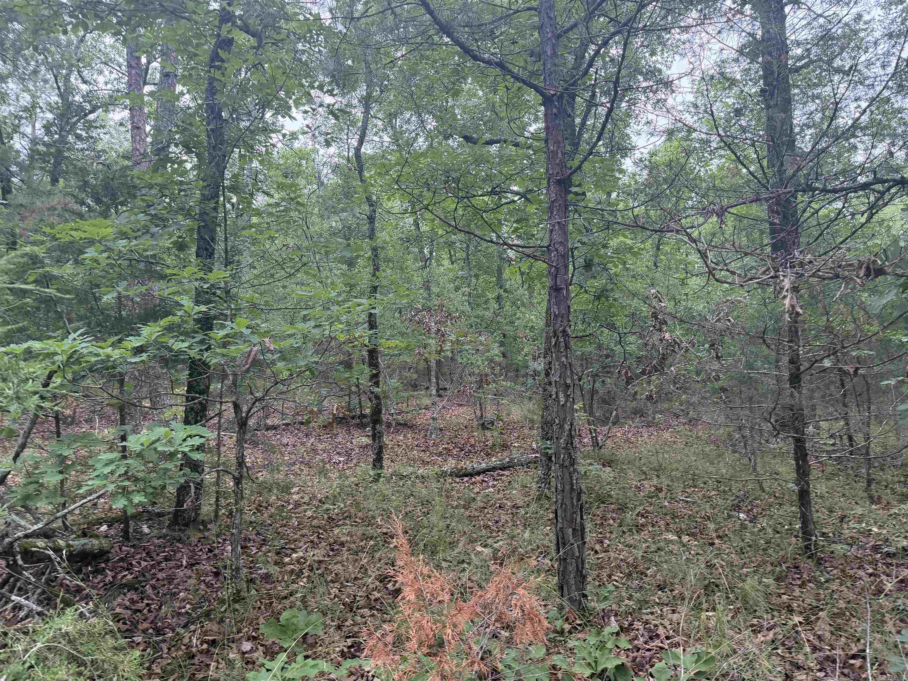 1031 Old Dolph Road Property Photo 20