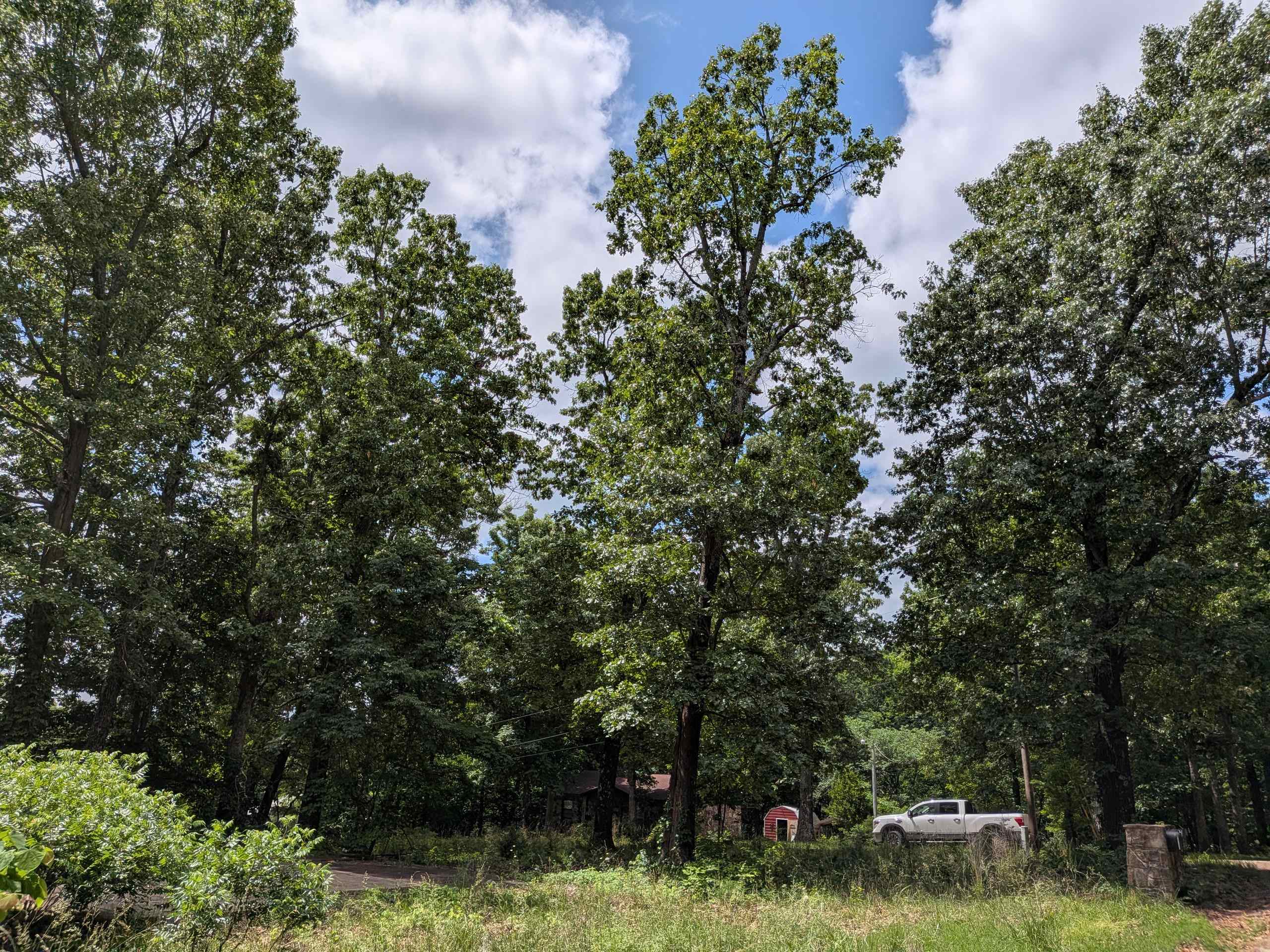 Dogwood Trail Property Photo 5