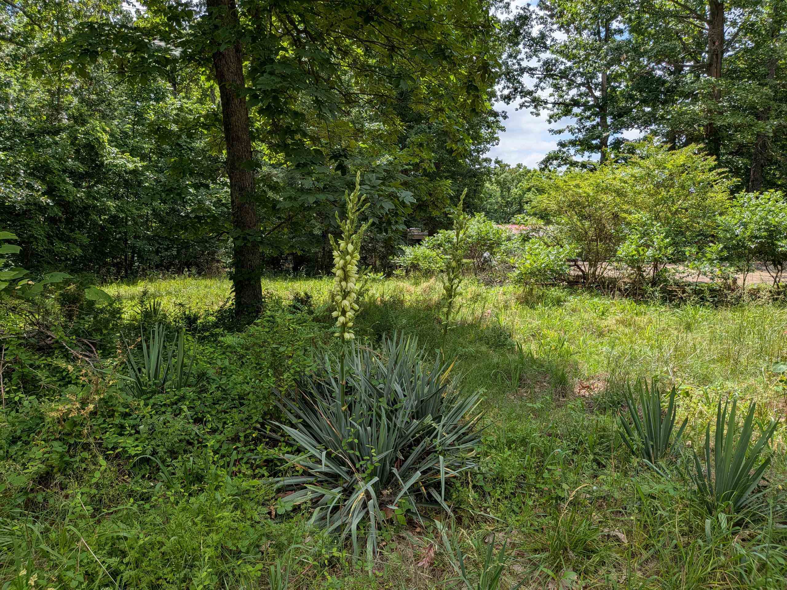 Dogwood Trail Property Photo 6