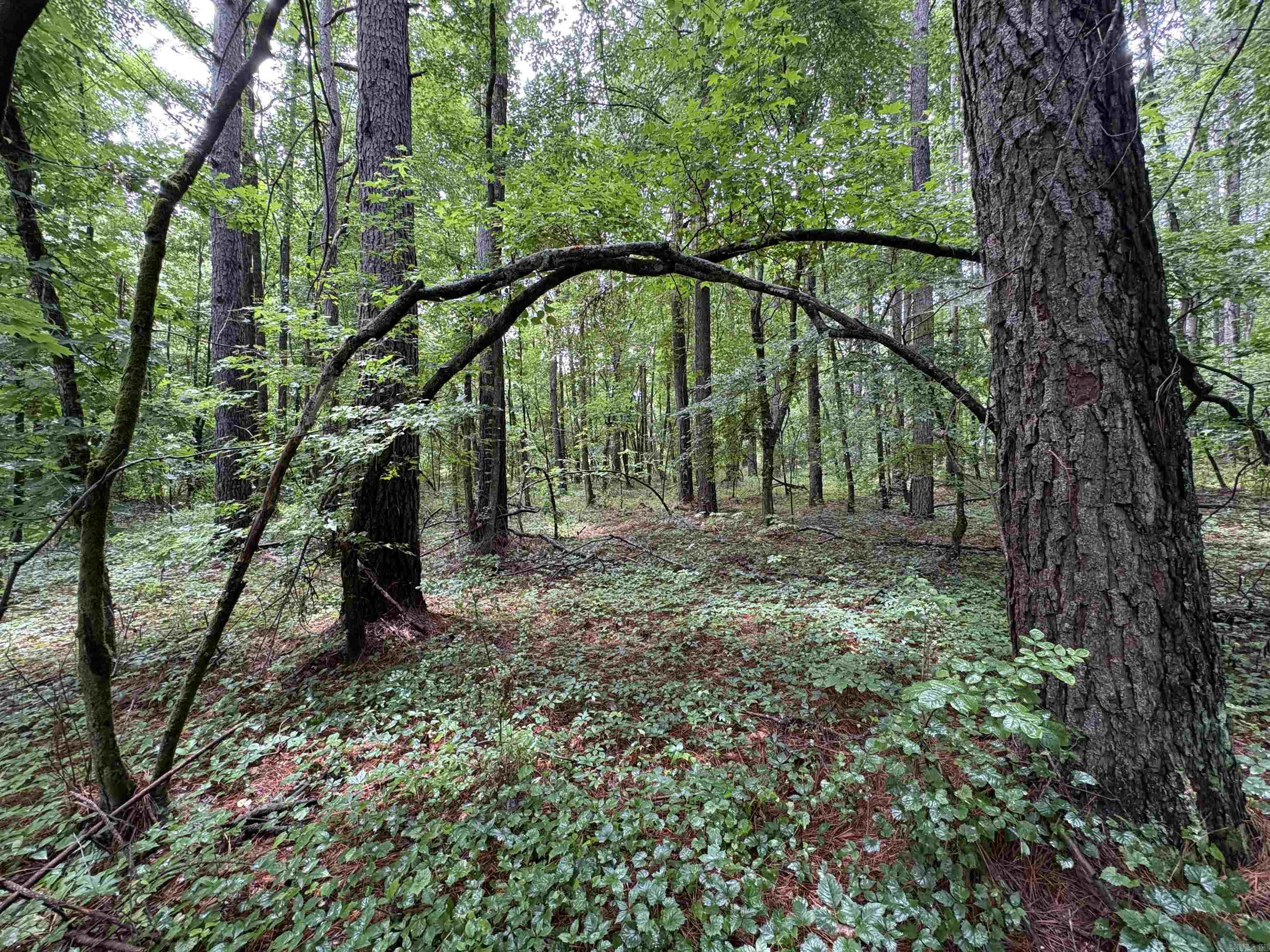 6.83 Acres Sr 7 N Property Photo 13
