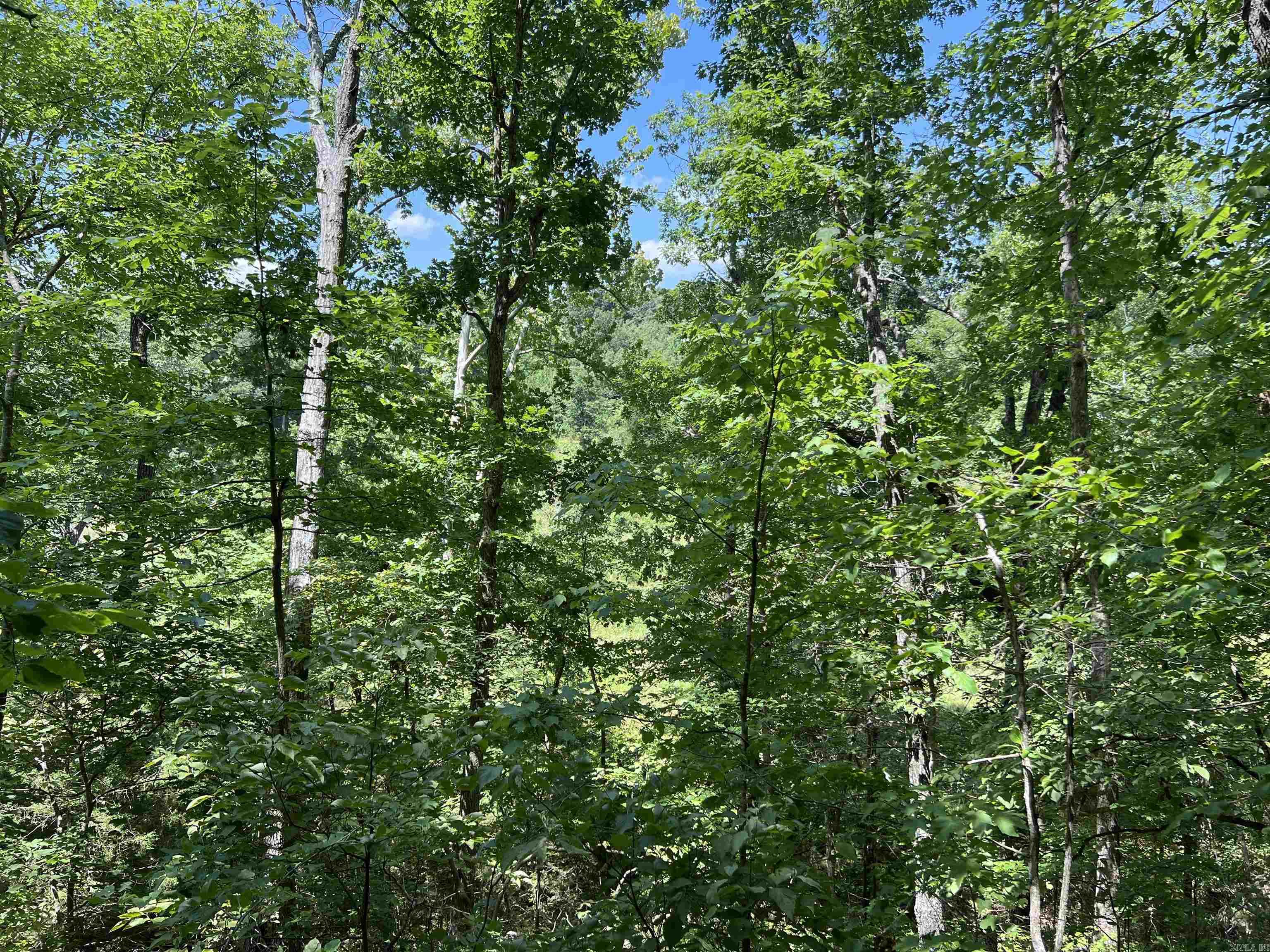 1717 Grassy Road Property Photo 29