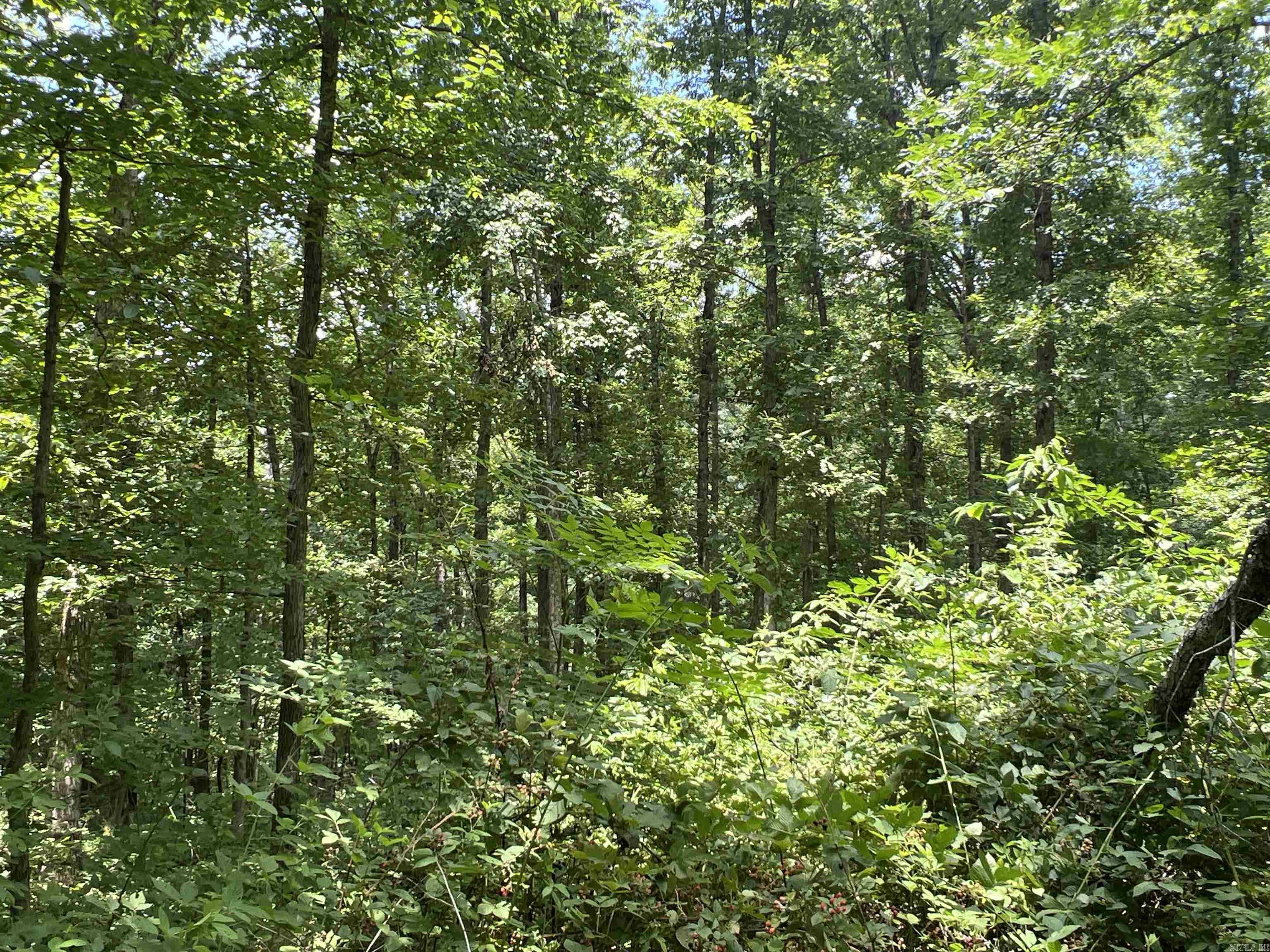 1717 Grassy Road Property Photo 40