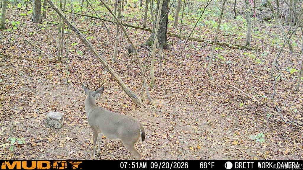 50.65 Acres Off Sr 164 W Property Photo 3