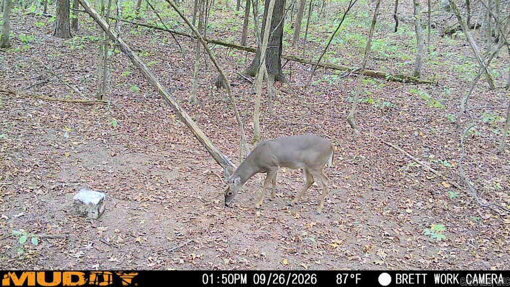50.65 Acres Off Sr 164 W Property Photo 4
