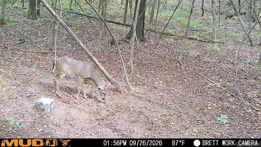 50.65 Acres Off Sr 164 W Property Photo 5