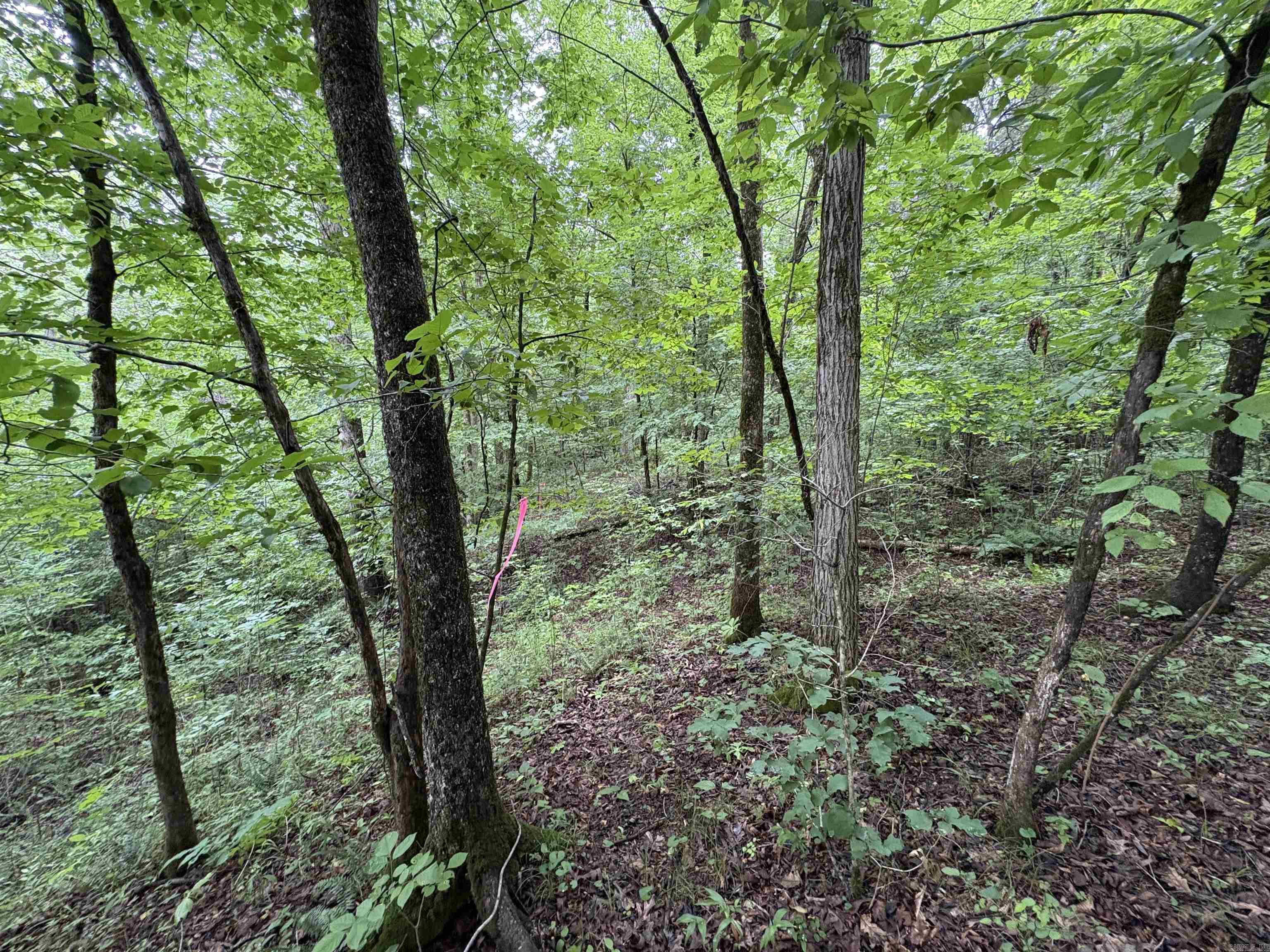 50.65 Acres Off Sr 164 W Property Photo 16