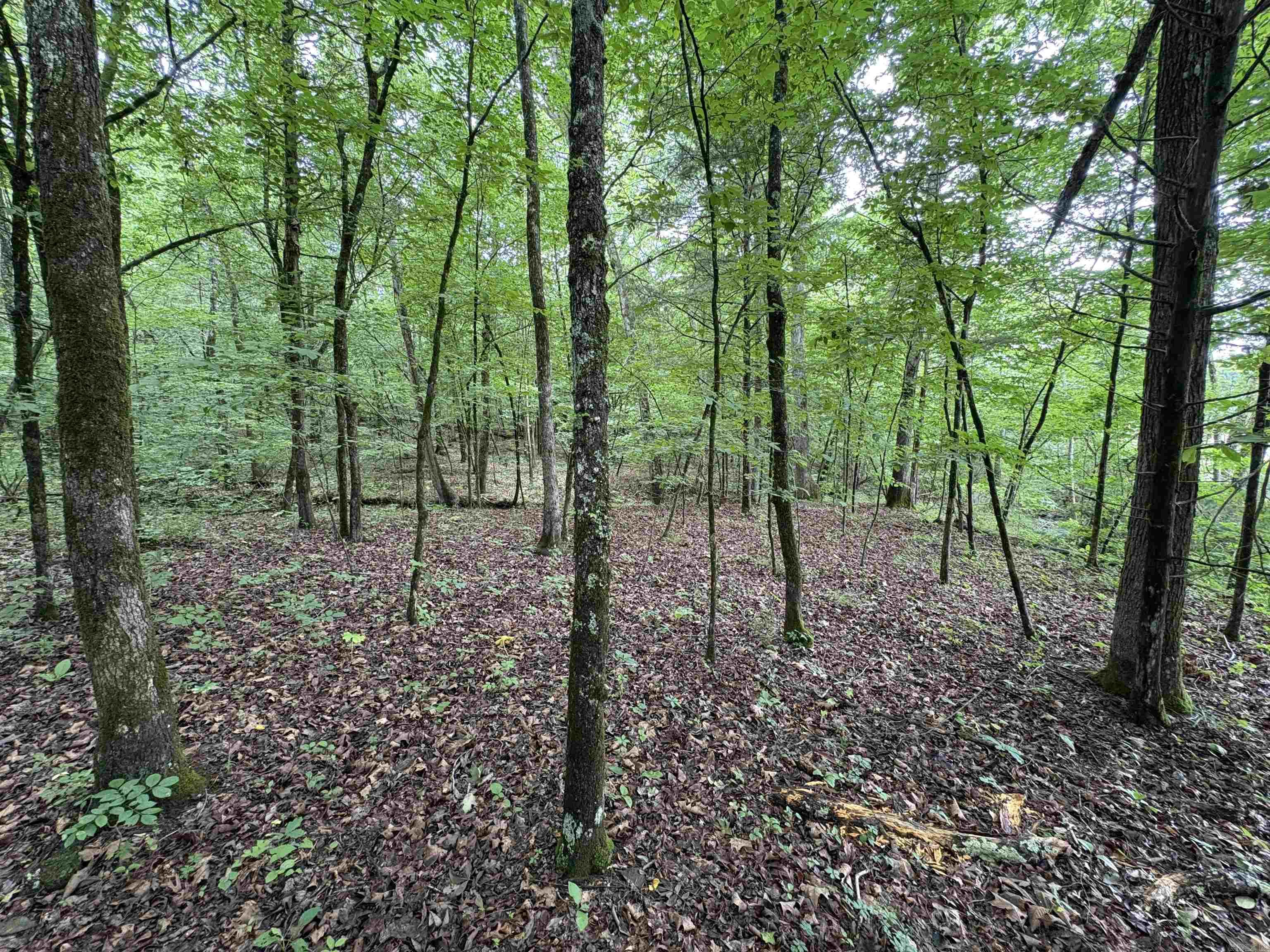 50.65 Acres Off Sr 164 W Property Photo 18
