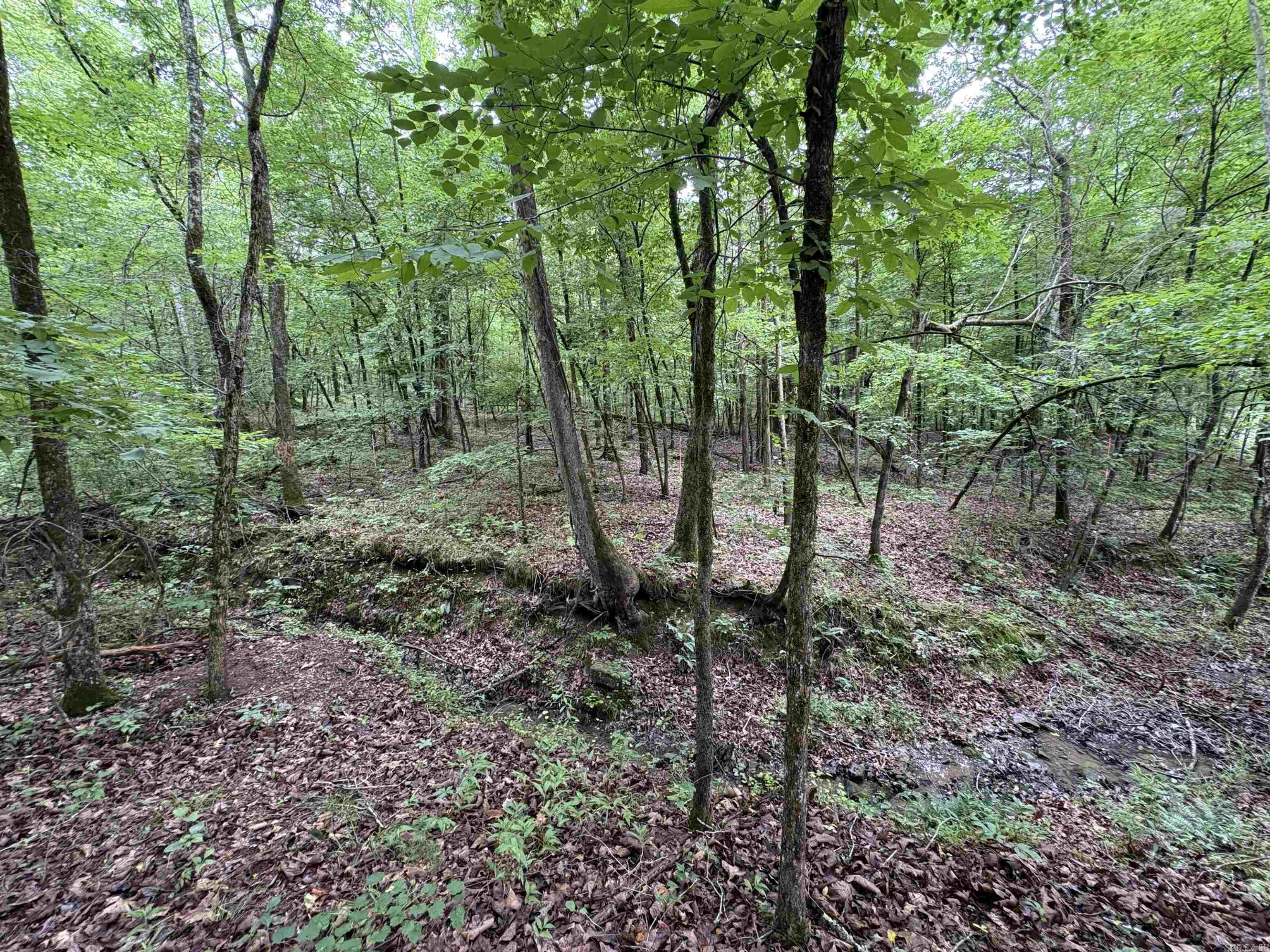 50.65 Acres Off Sr 164 W Property Photo 19