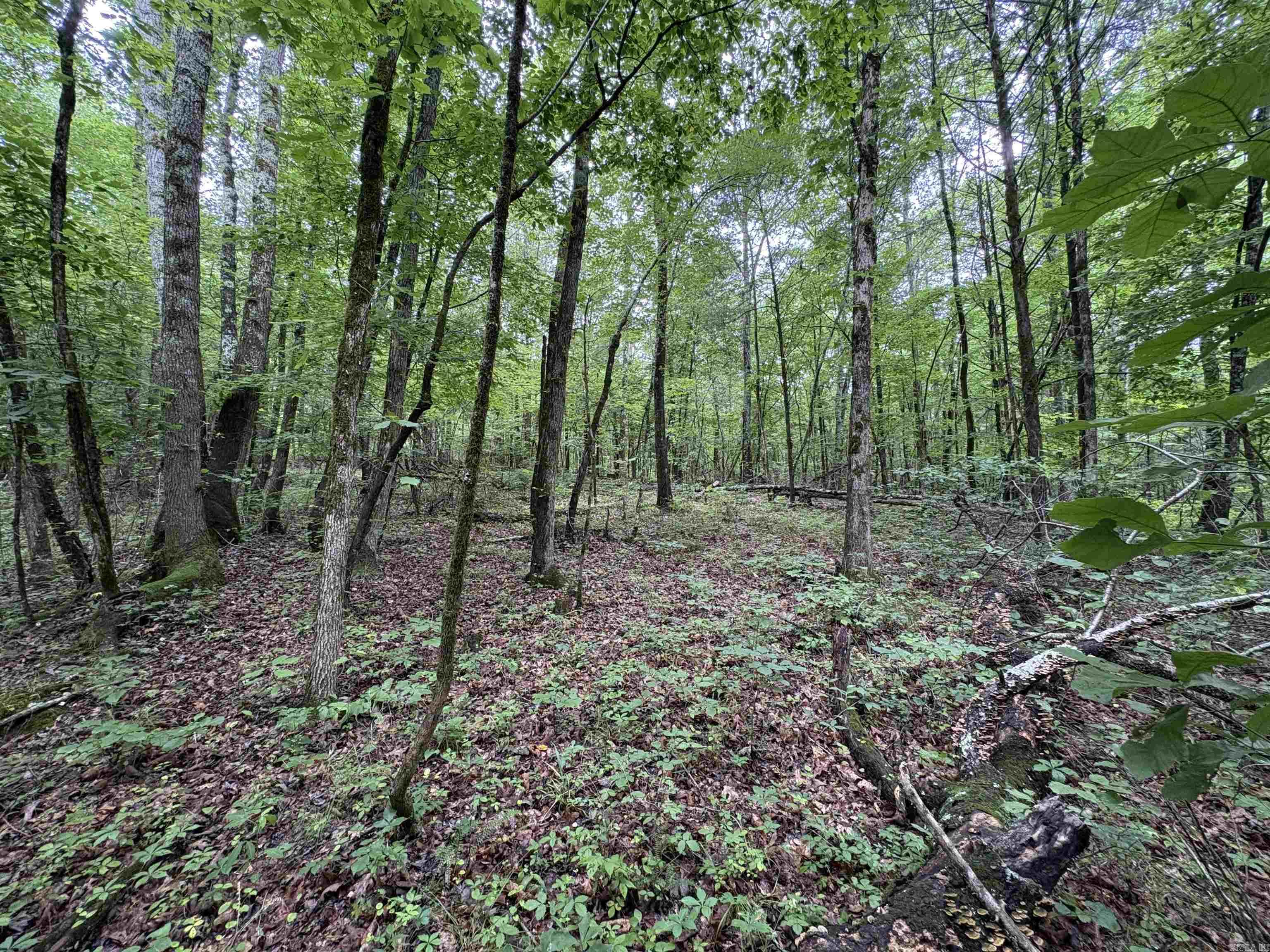50.65 Acres Off Sr 164 W Property Photo 20