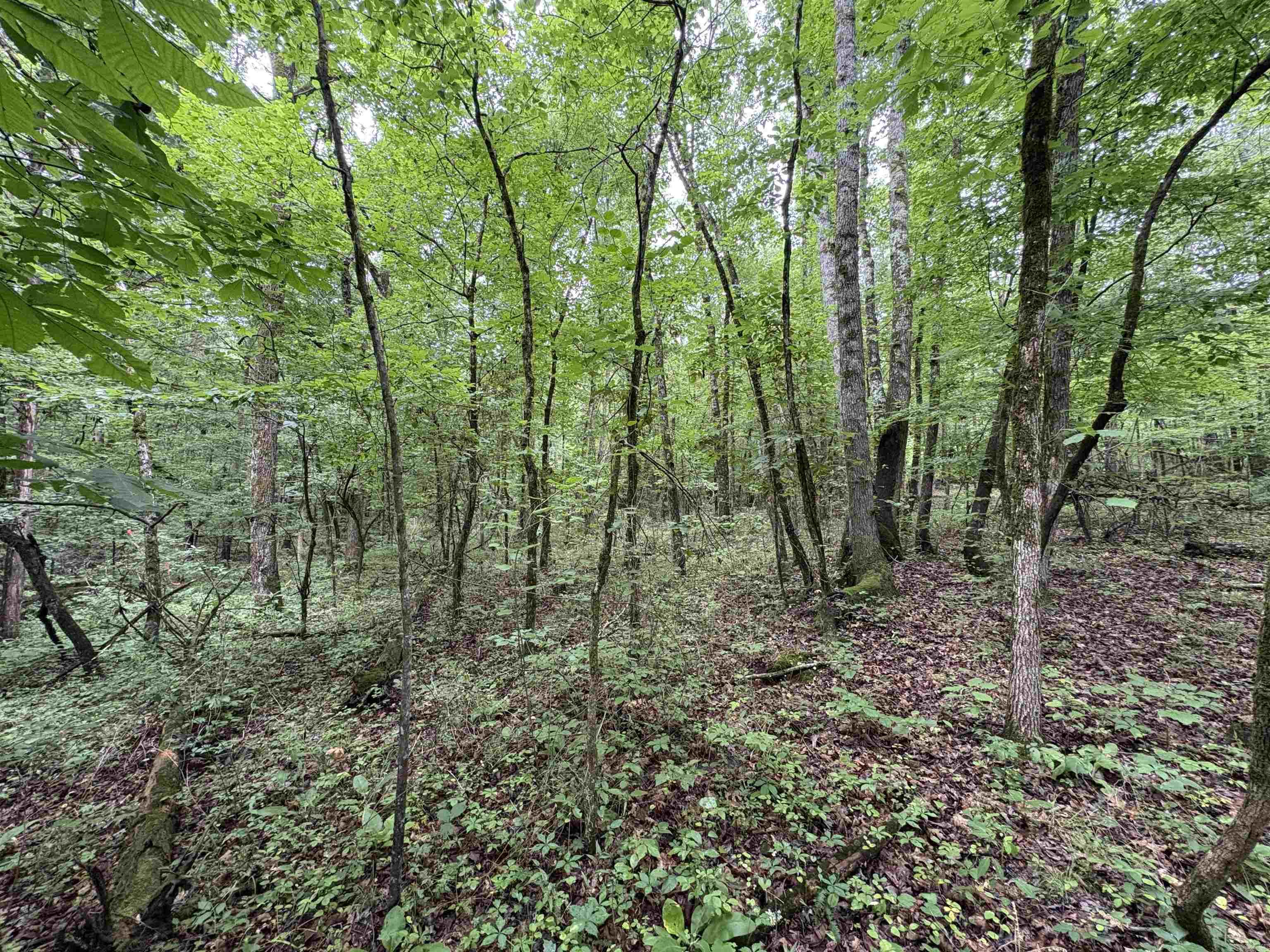 50.65 Acres Off Sr 164 W Property Photo 24