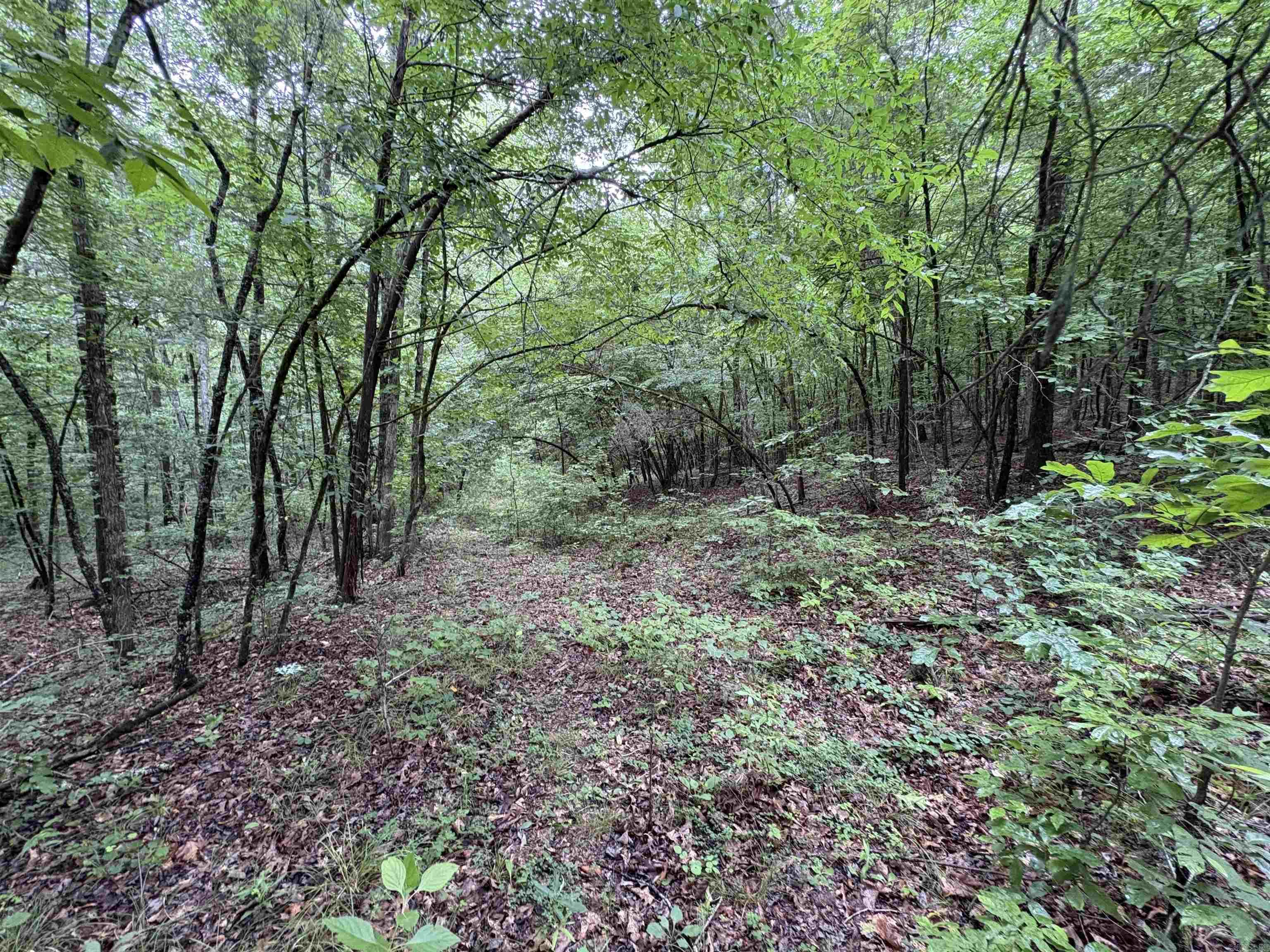 50.65 Acres Off Sr 164 W Property Photo 25