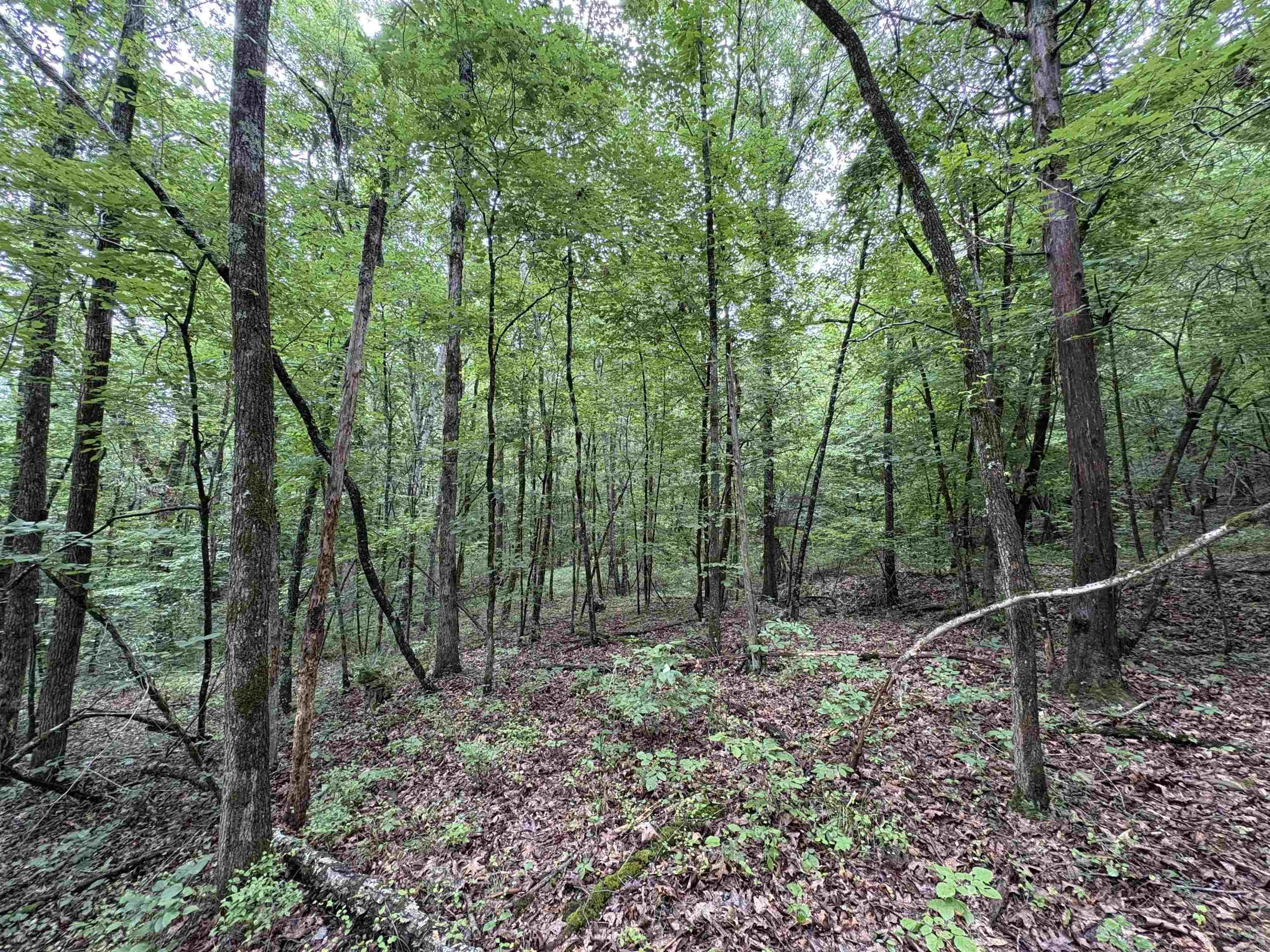 50.65 Acres Off Sr 164 W Property Photo 25