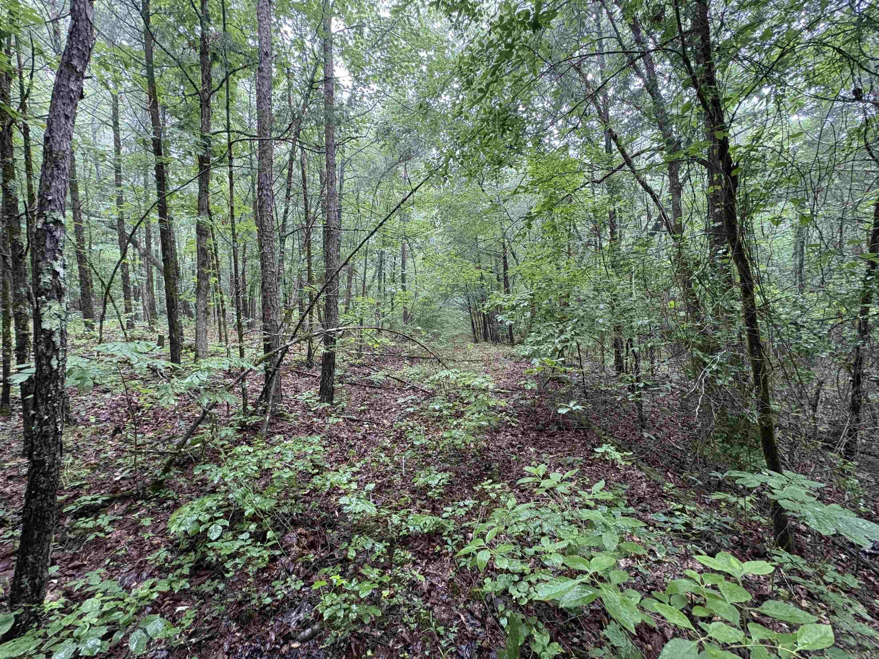 50.65 Acres Off Sr 164 W Property Photo 26