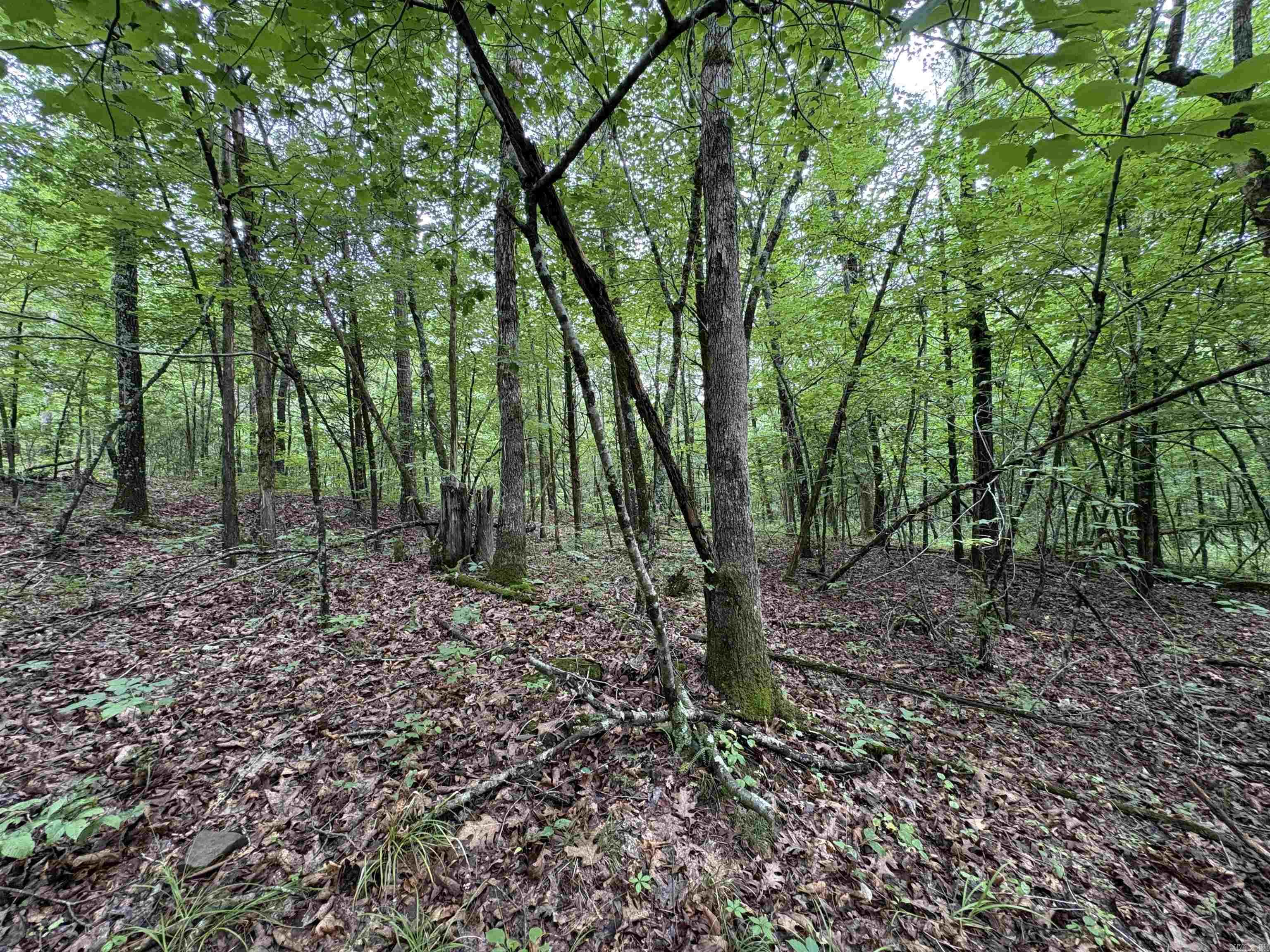 50.65 Acres Off Sr 164 W Property Photo 26