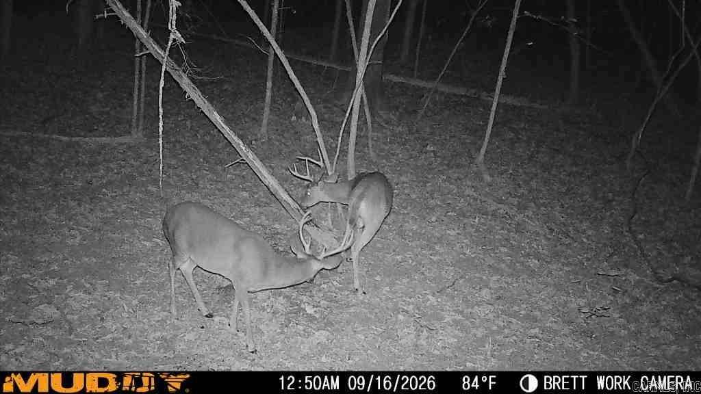 50.65 Acres Off Sr 164 W Property Photo 34