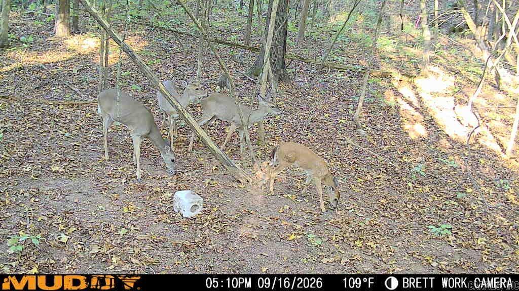 50.65 Acres Off Sr 164 W Property Photo 35