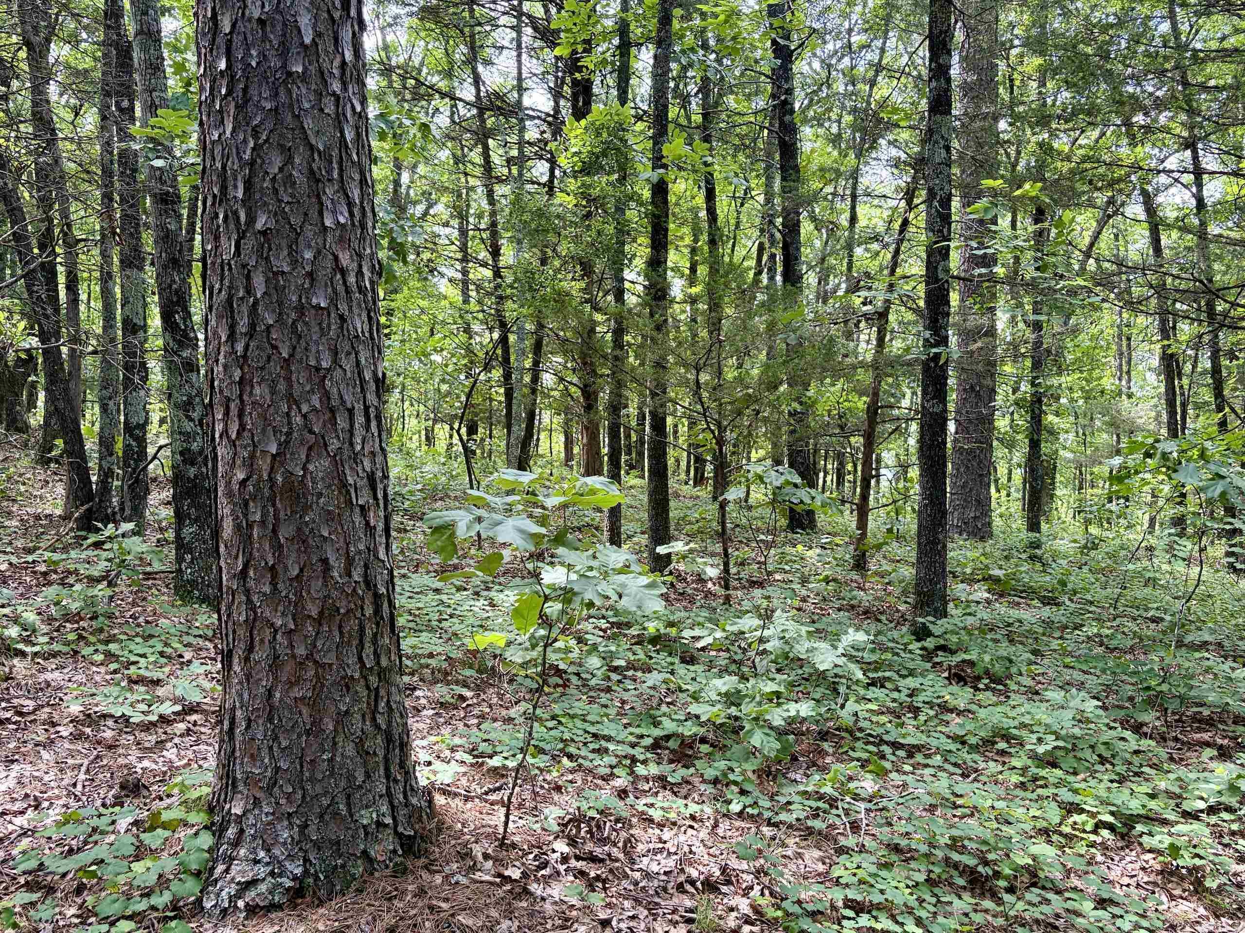 2475 Holly Mountain Road Property Photo 43