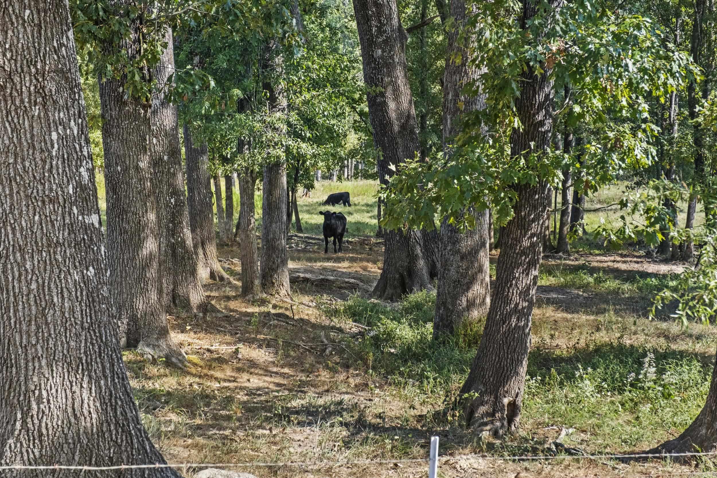 595 Charlie Olds Road Property Photo 27