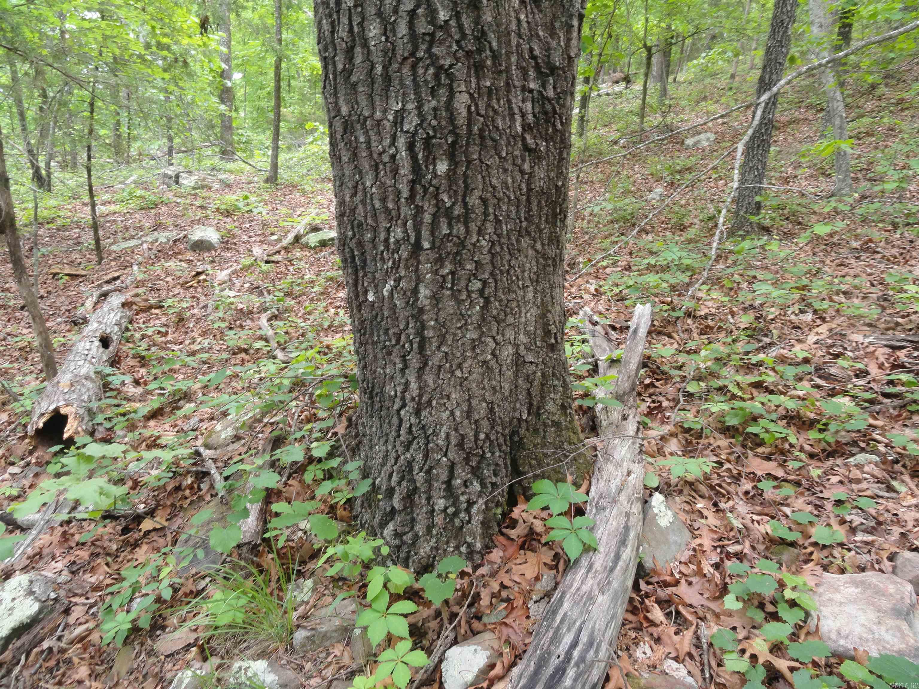 0000 Holly Mtn. Road Property Photo 35