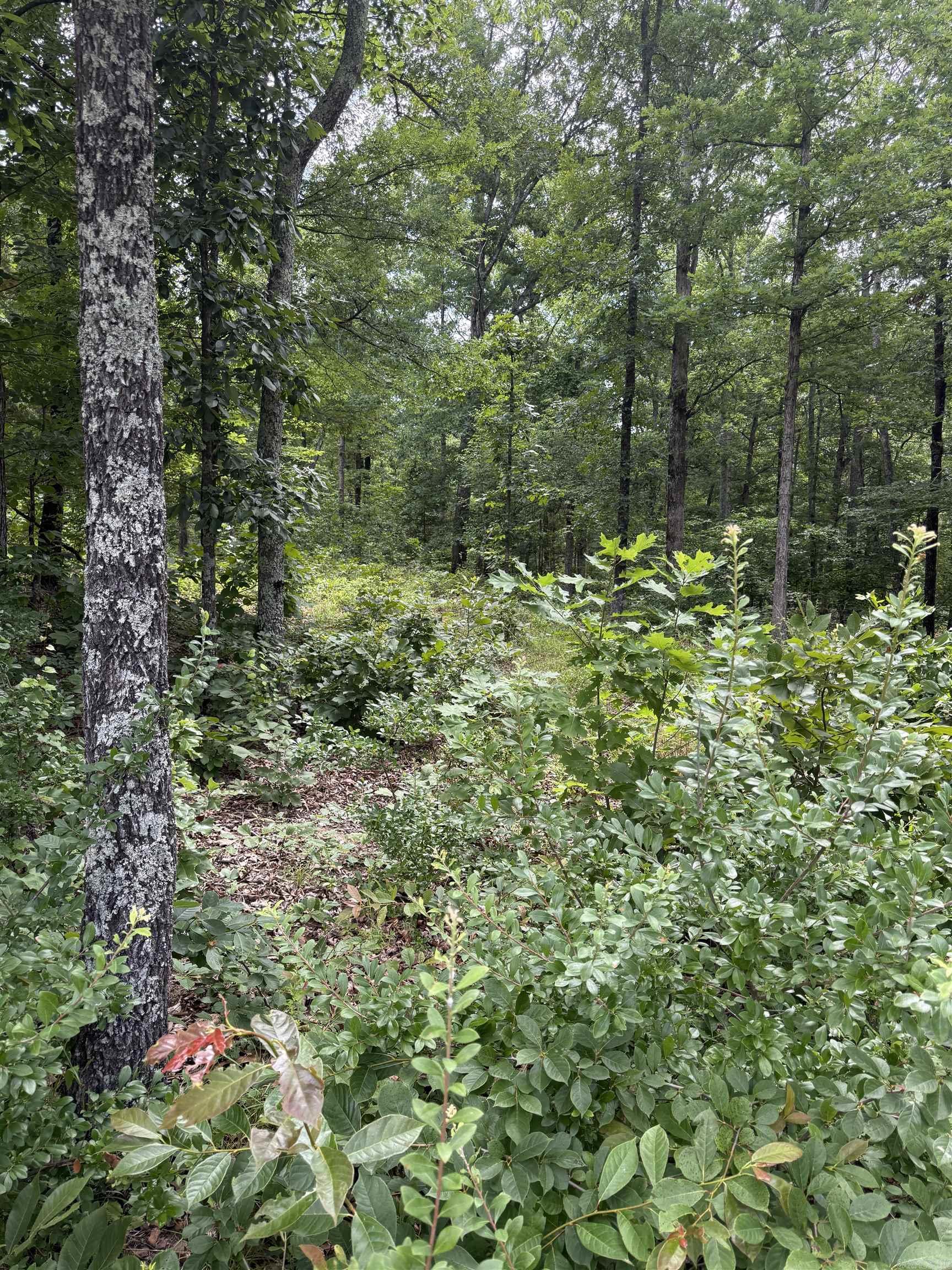 4650 Edgemont Road Property Photo 6