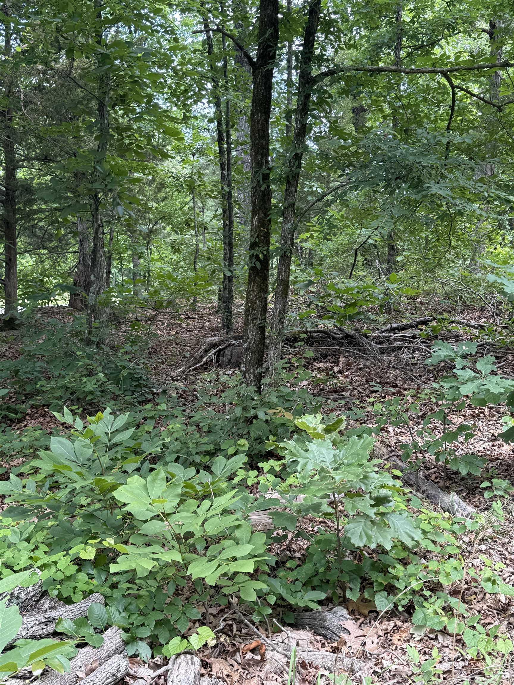 4650 Edgemont Road Property Photo 14