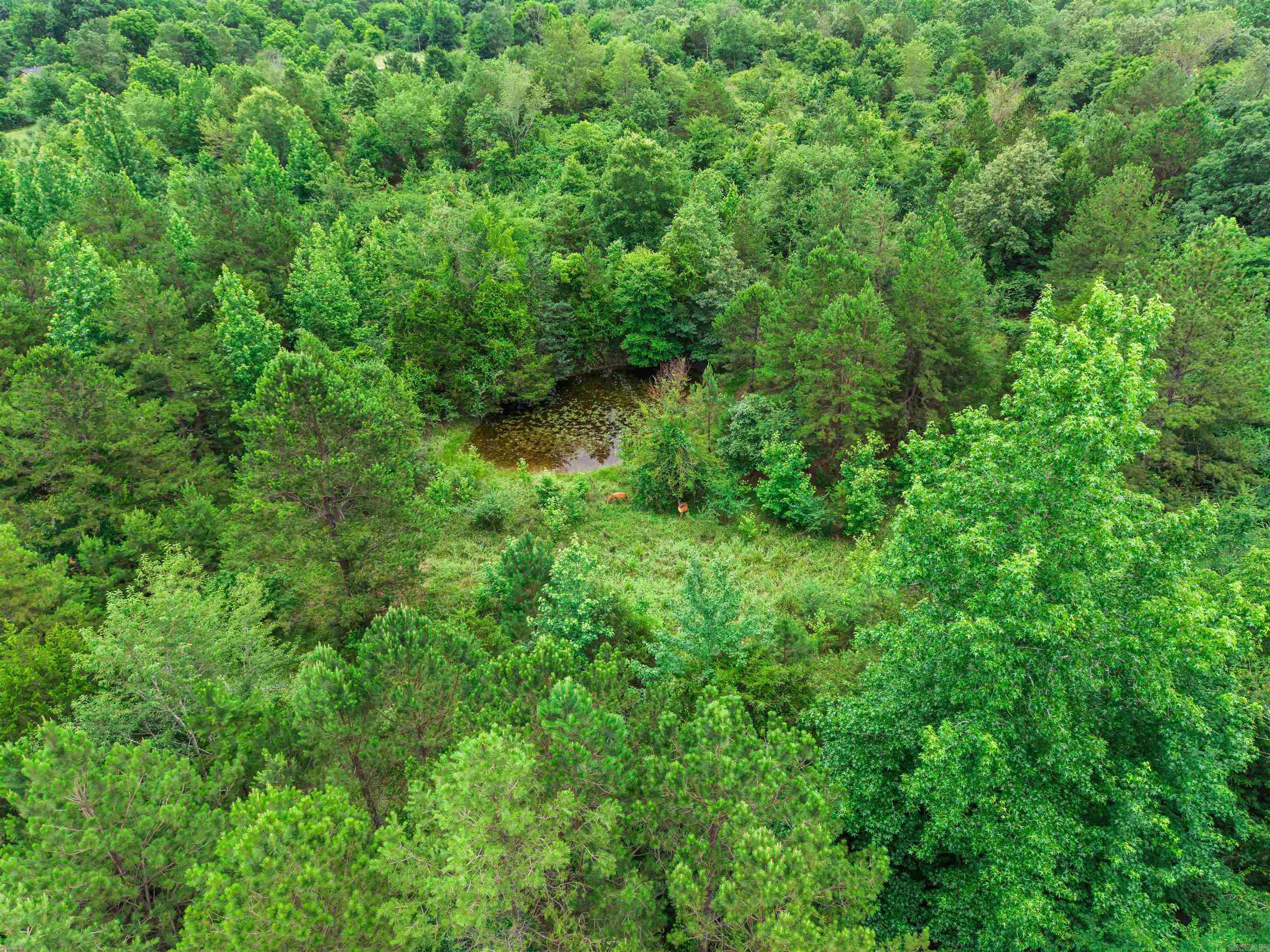 977 Wildcat Road Property Photo 17
