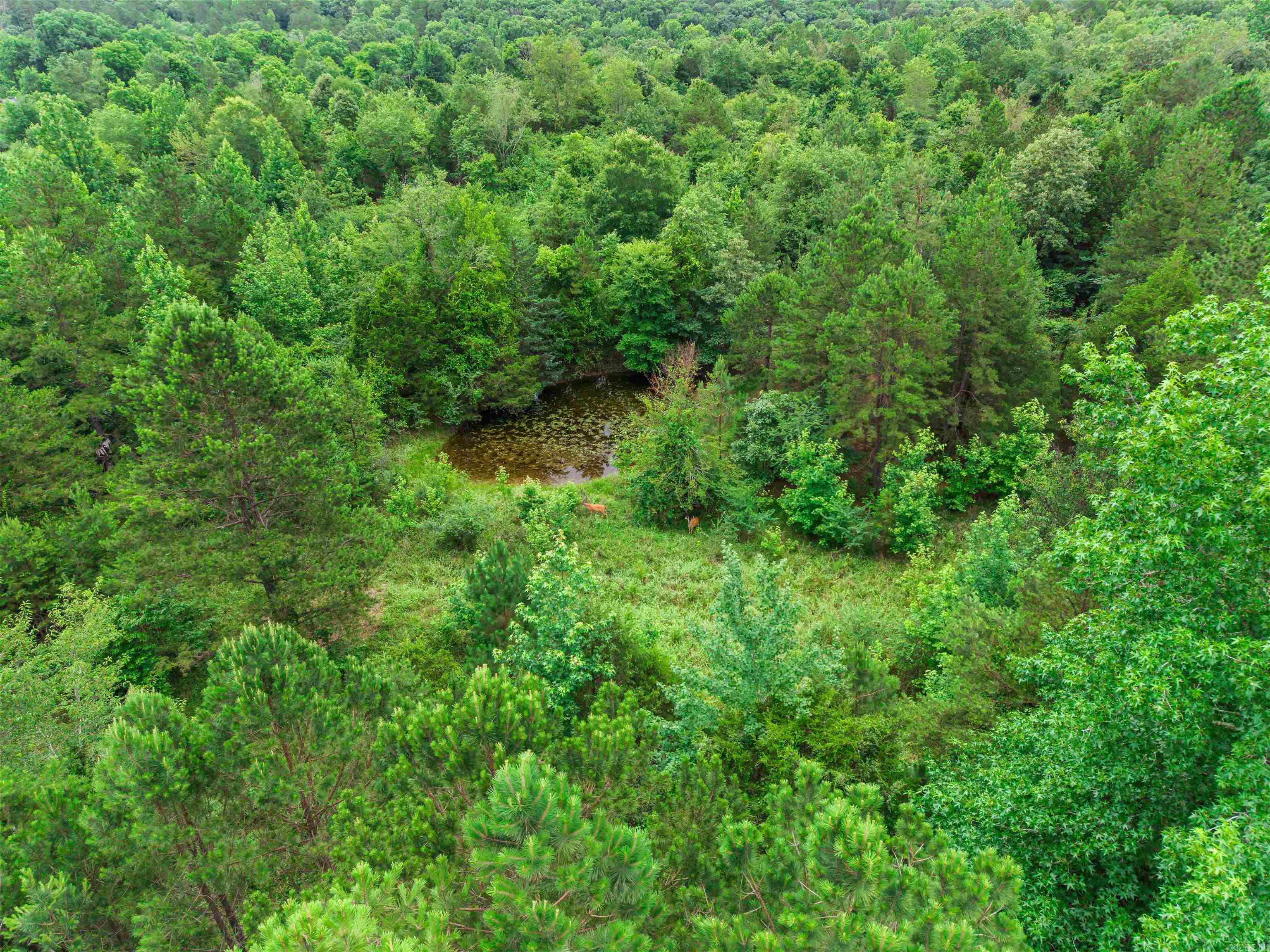 977 Wildcat Road Property Photo 19