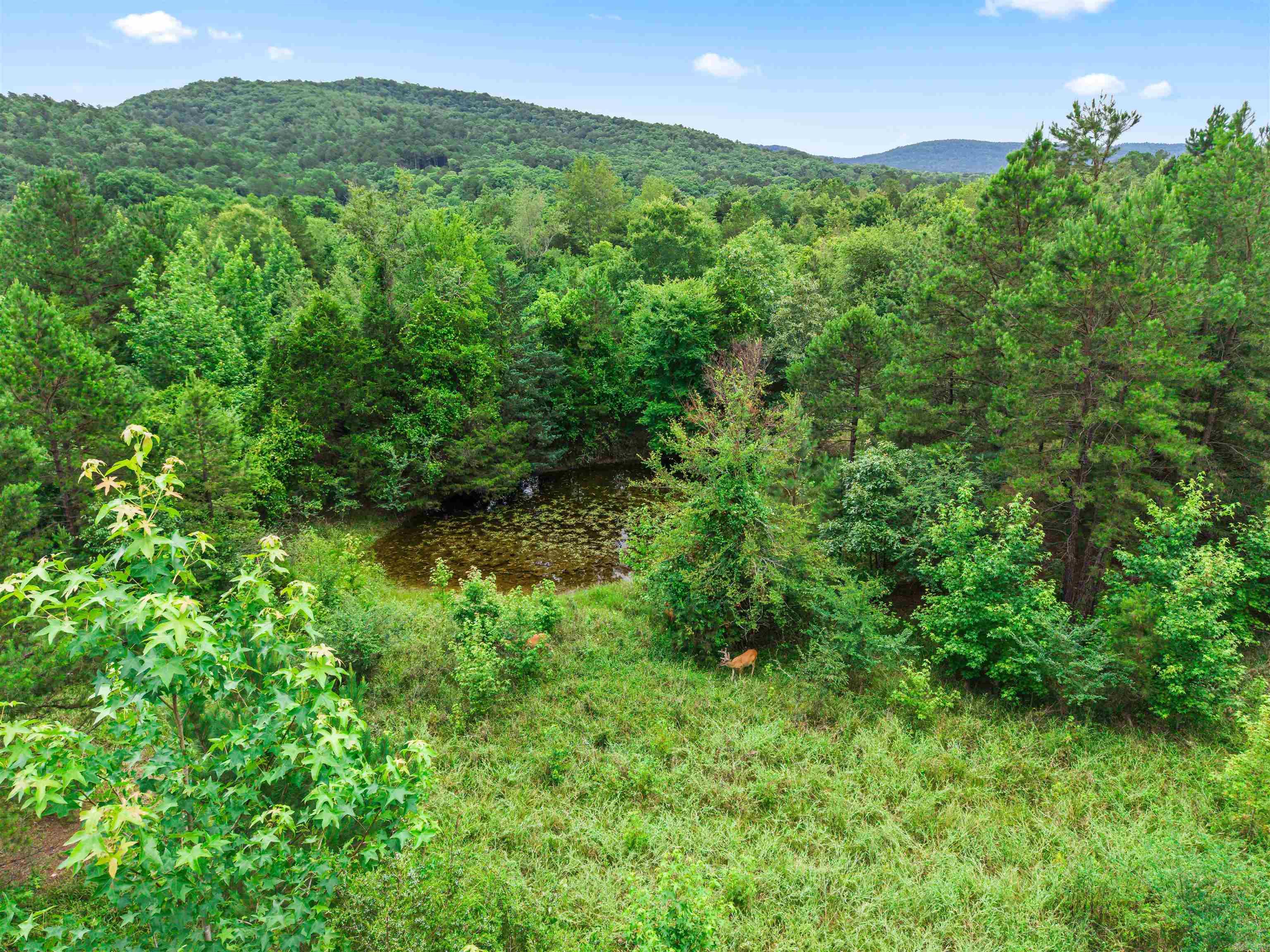 977 Wildcat Road Property Photo 20