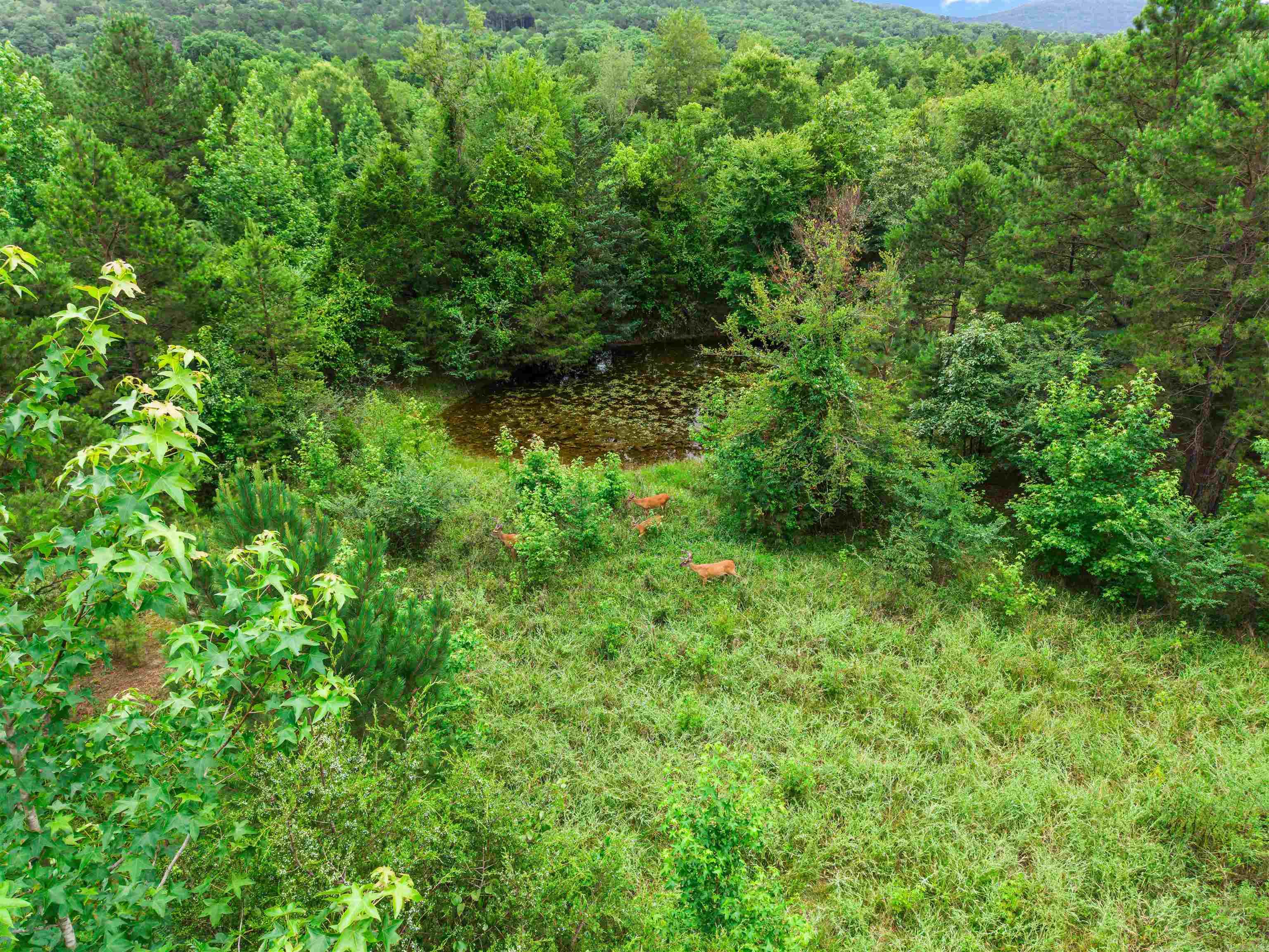 977 Wildcat Road Property Photo 22