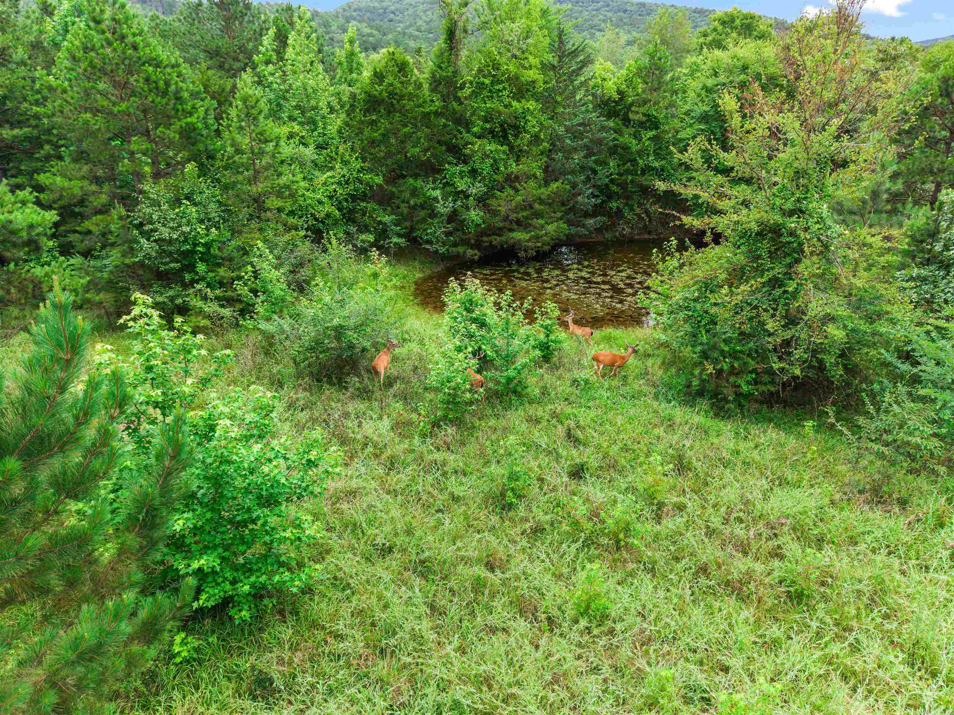 977 Wildcat Road Property Photo 23