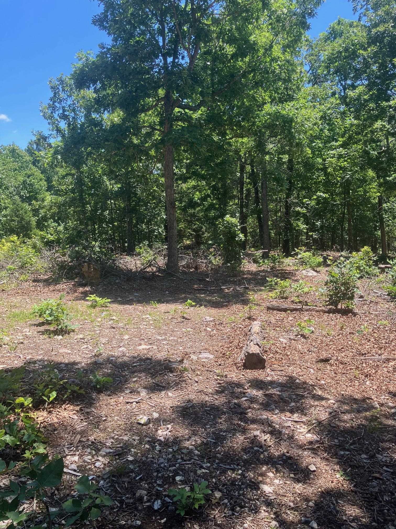 Tbd Red Fox Road Property Photo 3