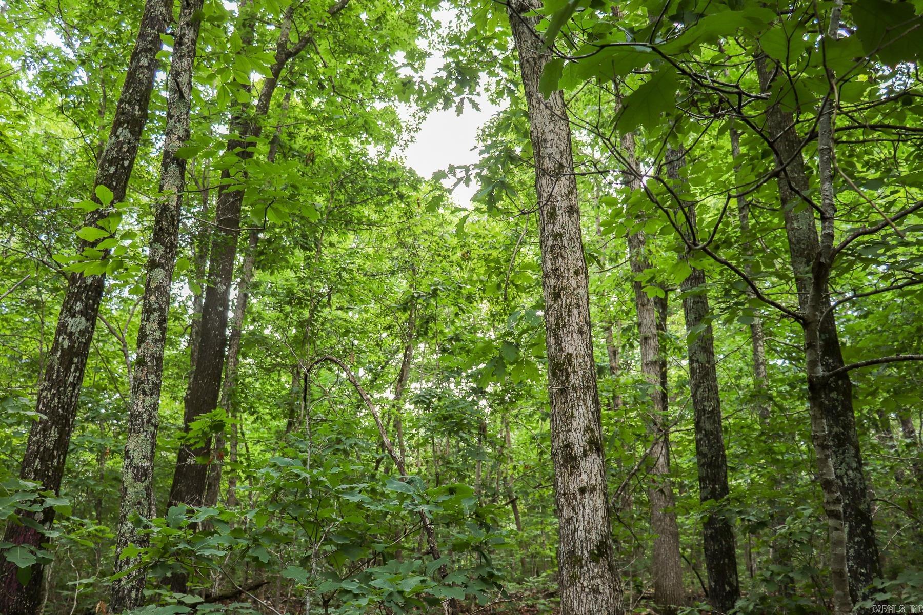 52 Summerfield Creek Road Property Photo 44