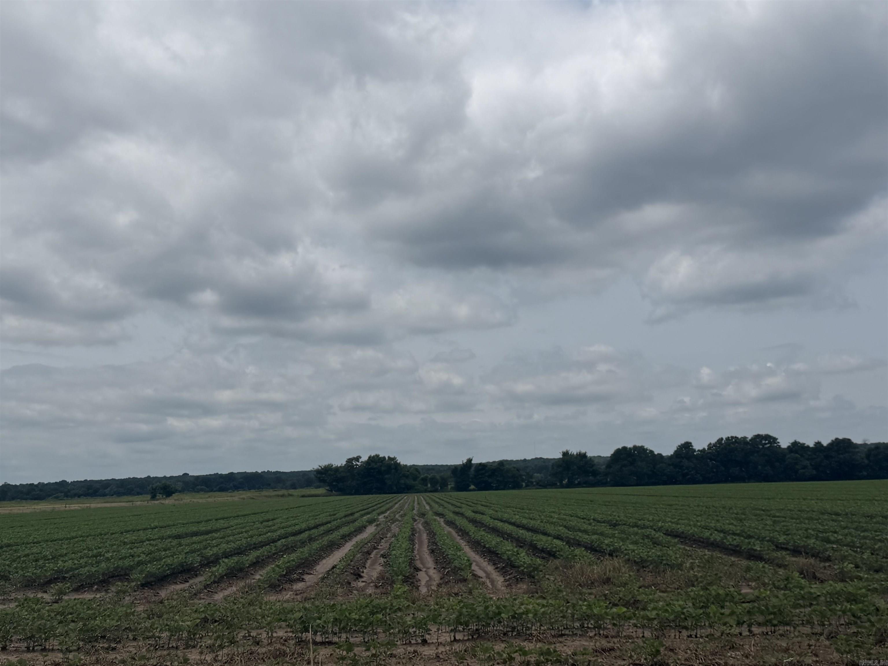 77.7 Acres Pineview Rd/benson Ln Property Photo 8