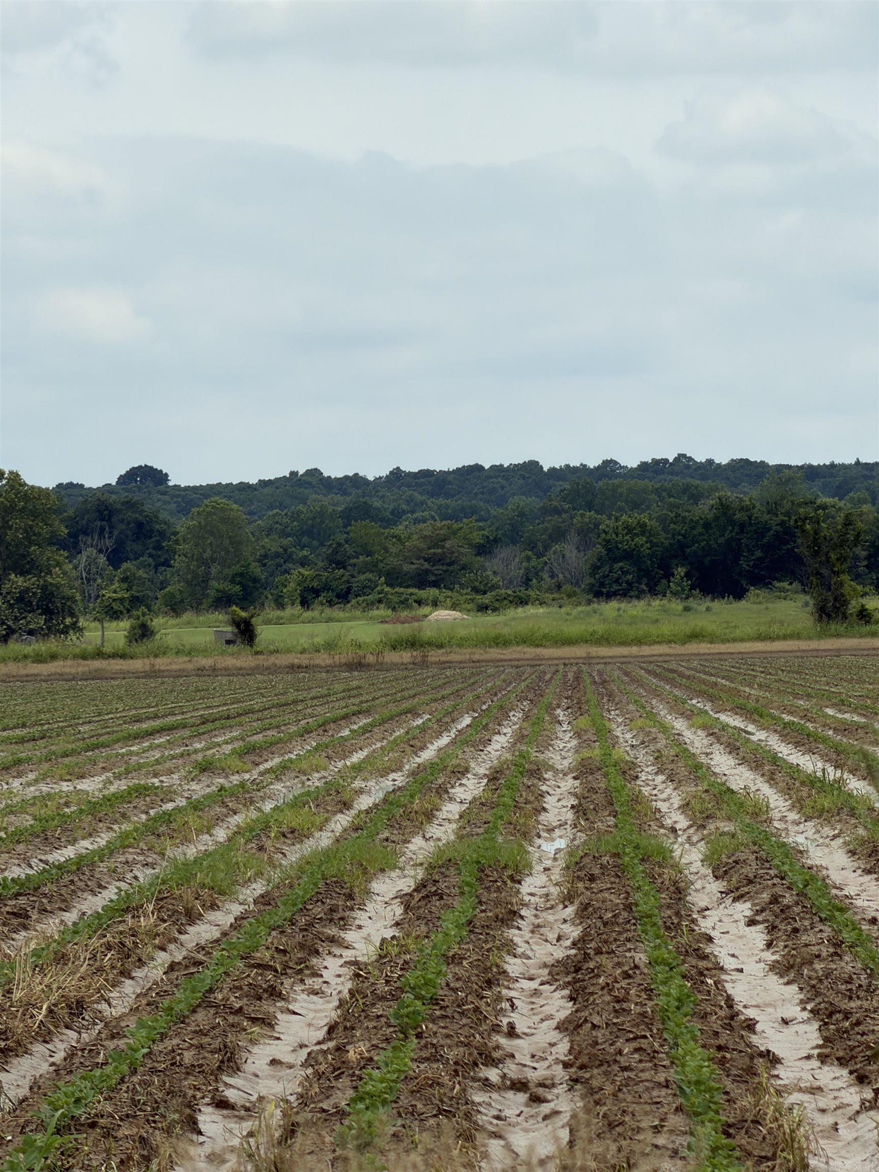 77.7 Acres Pineview Rd/benson Ln Property Photo 10