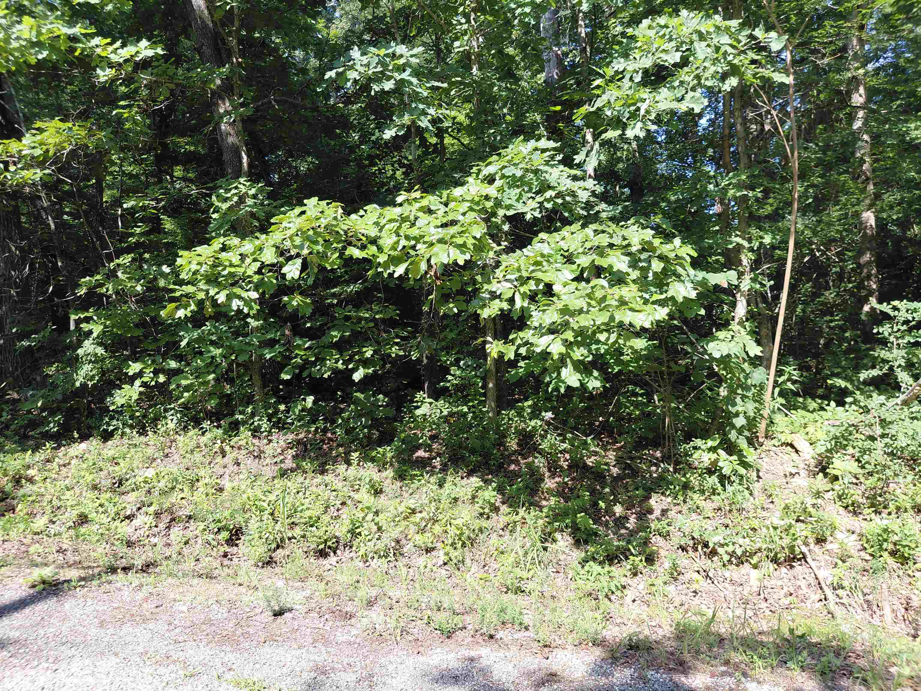 Ponderosa Lane Property Photo 8