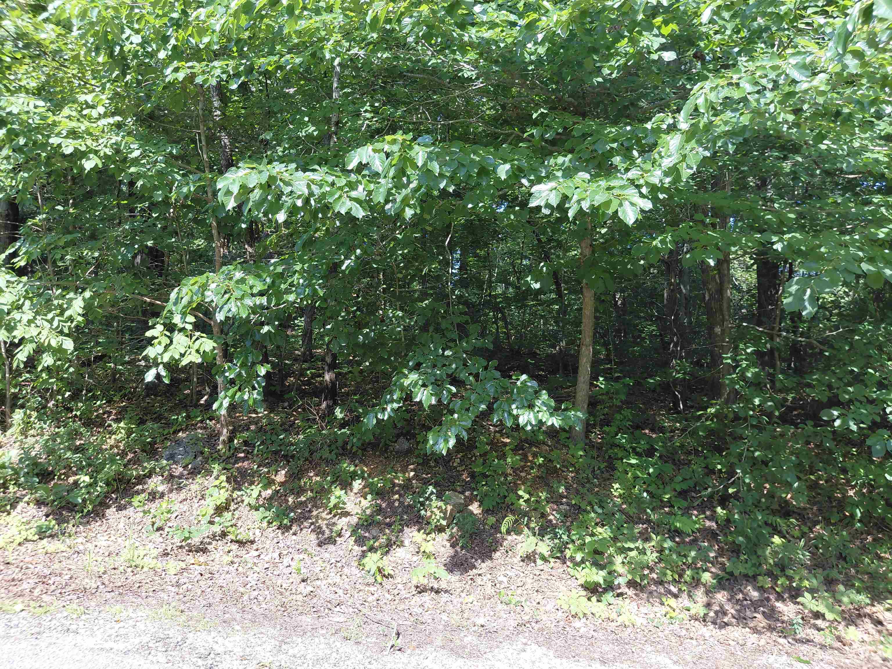 Ponderosa Lane Property Photo 9